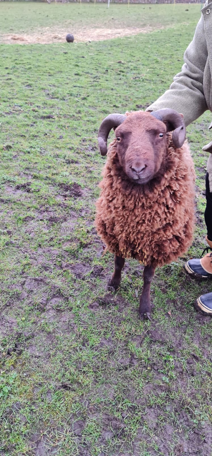 Wainstones Flock image 1