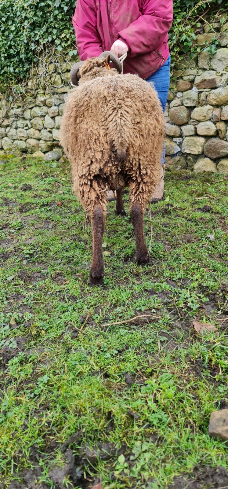 Wainstones Flock image 3