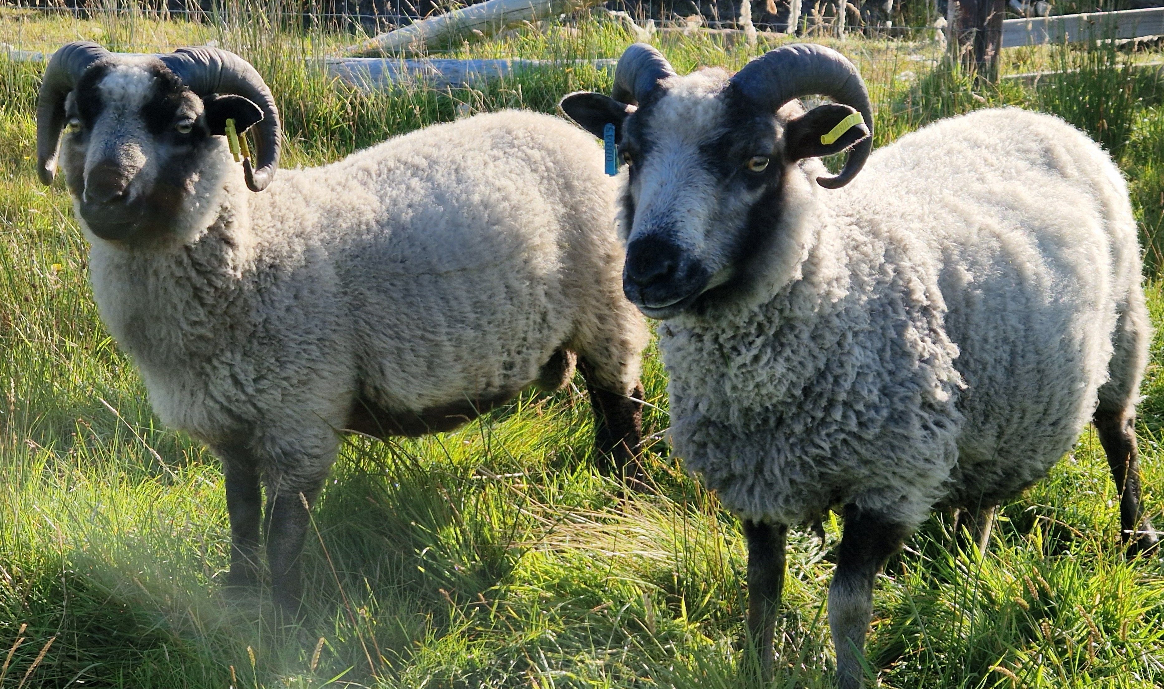 Shearling tups for sale in the West Highlands