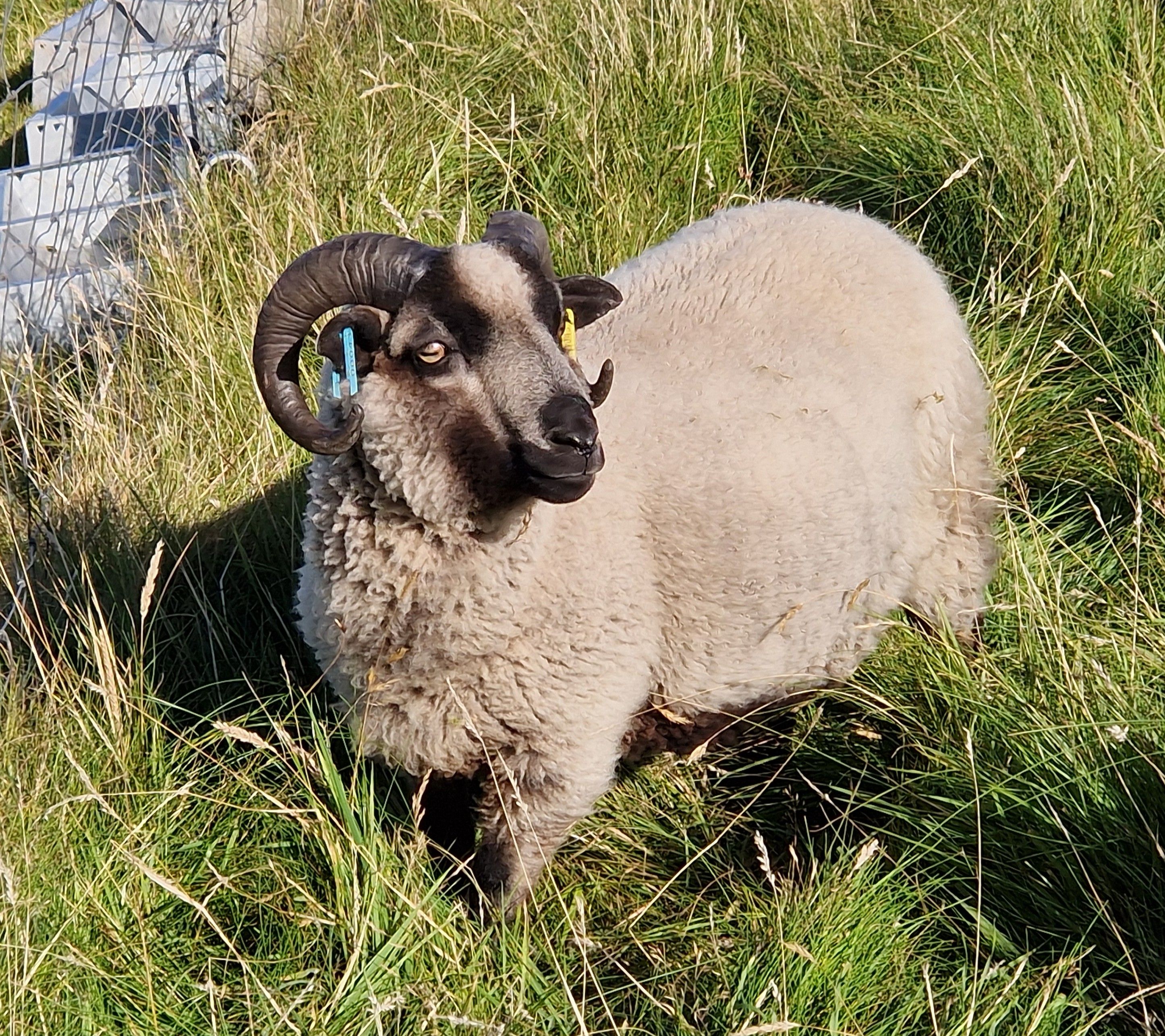 Shearling tups for sale in the West Highlands image 2