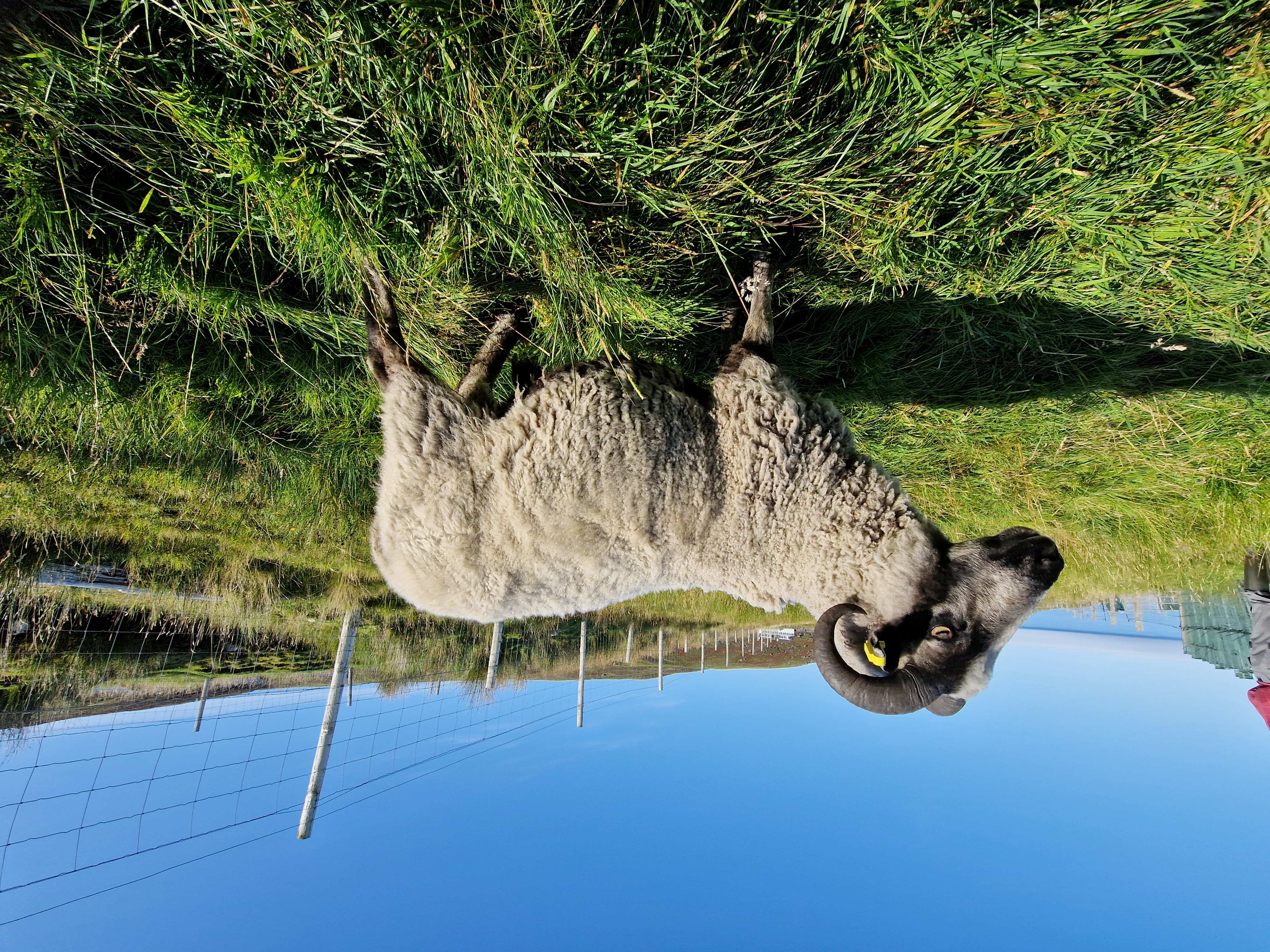 Shearling tups for sale in the West Highlands image 3