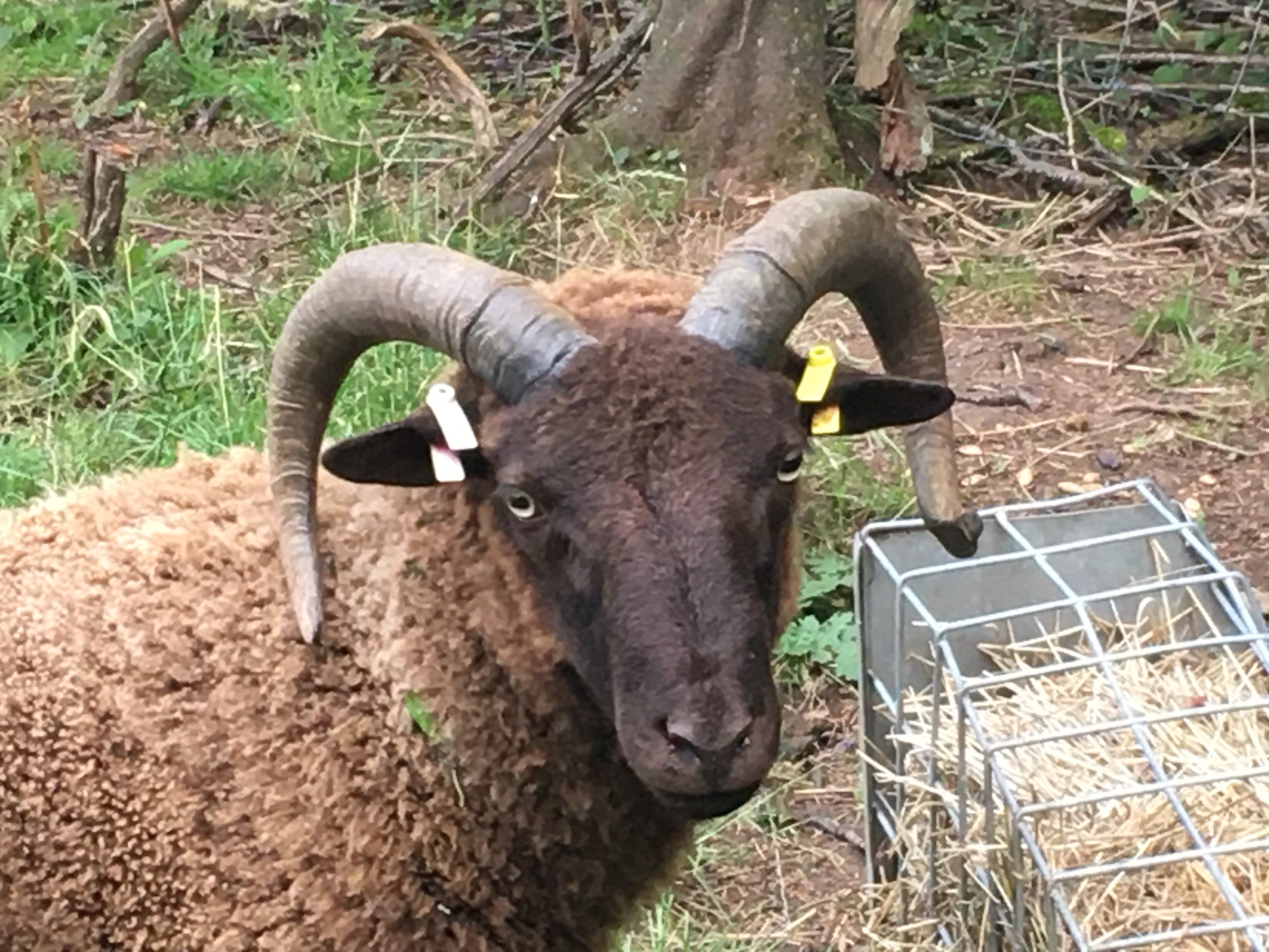 PROVEN MOORIT RAM | Shetland Sheep Society