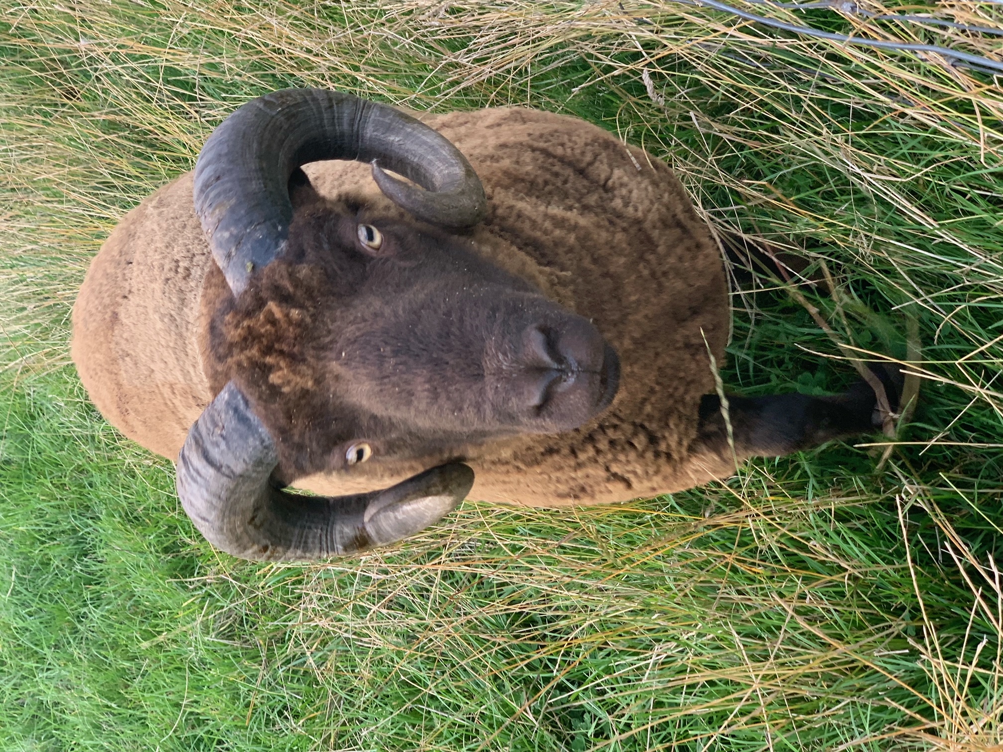 Approved Registered Shearling Ram - Brae Flock, West Lothian image 1