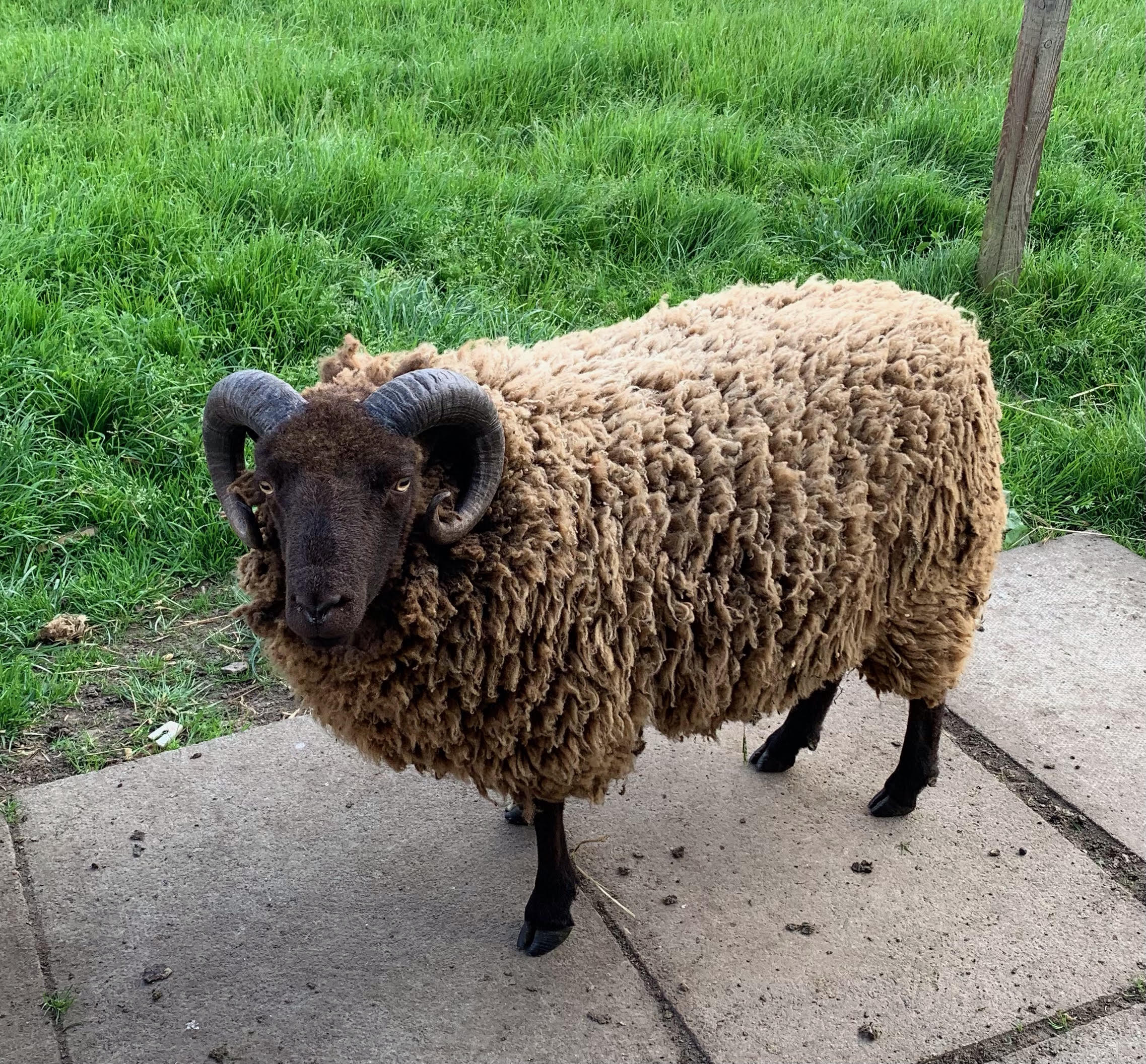 Approved Registered Shearling Ram - Brae Flock, West Lothian image 3