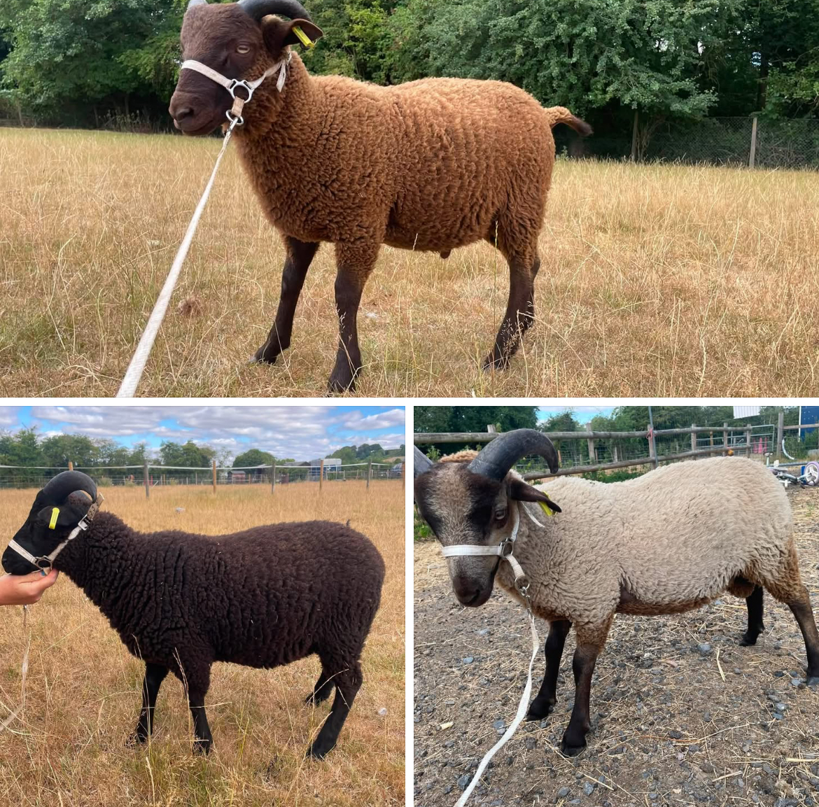 Shakespeare’s Ram Lambs for sale