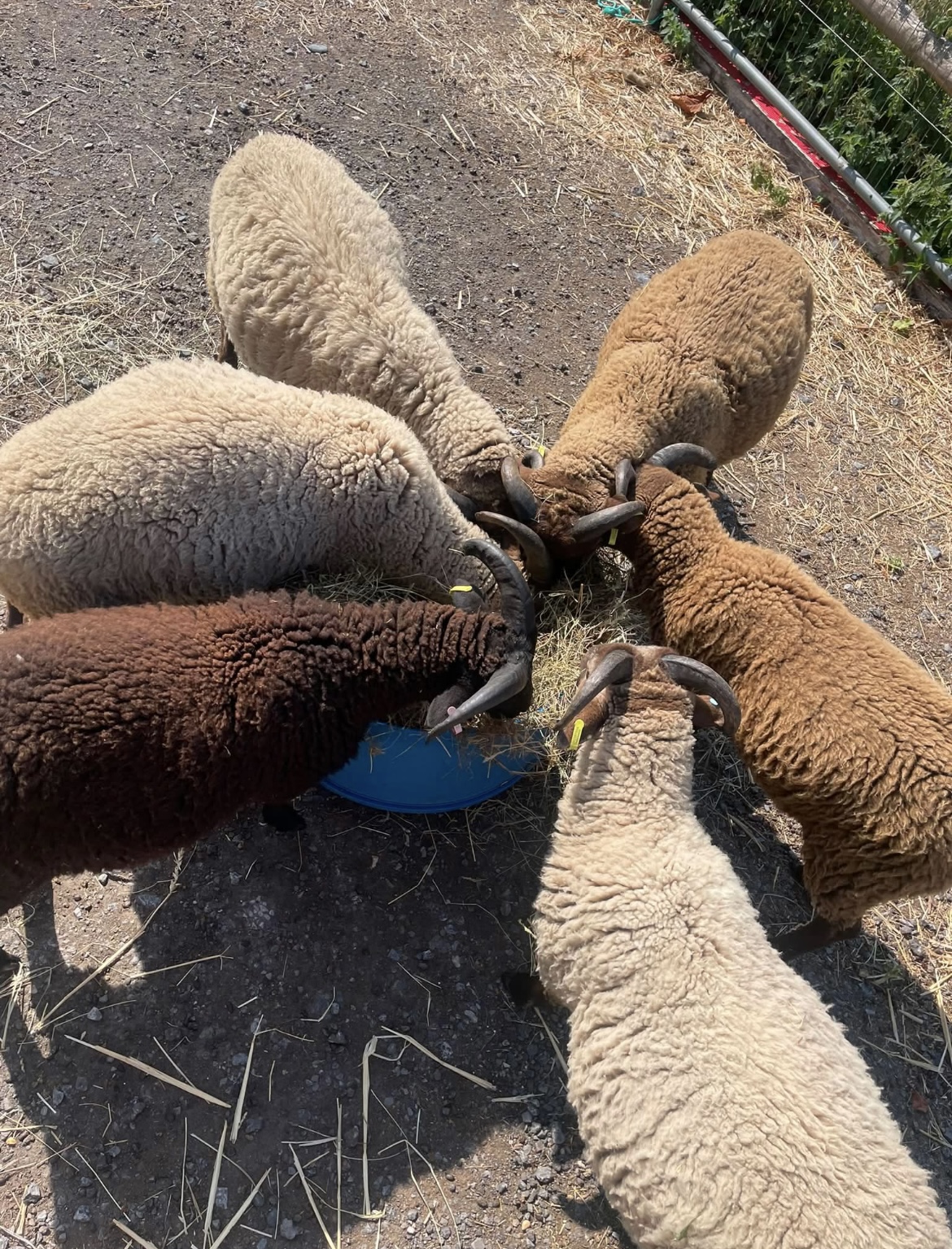 Shakespeare’s Ram Lambs for sale image 2