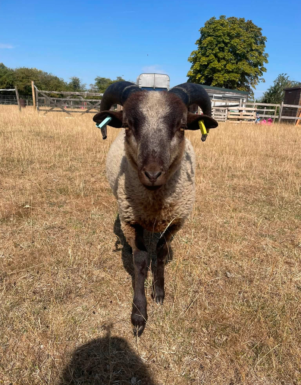 Shakespeare’s Ram Lambs for sale image 3