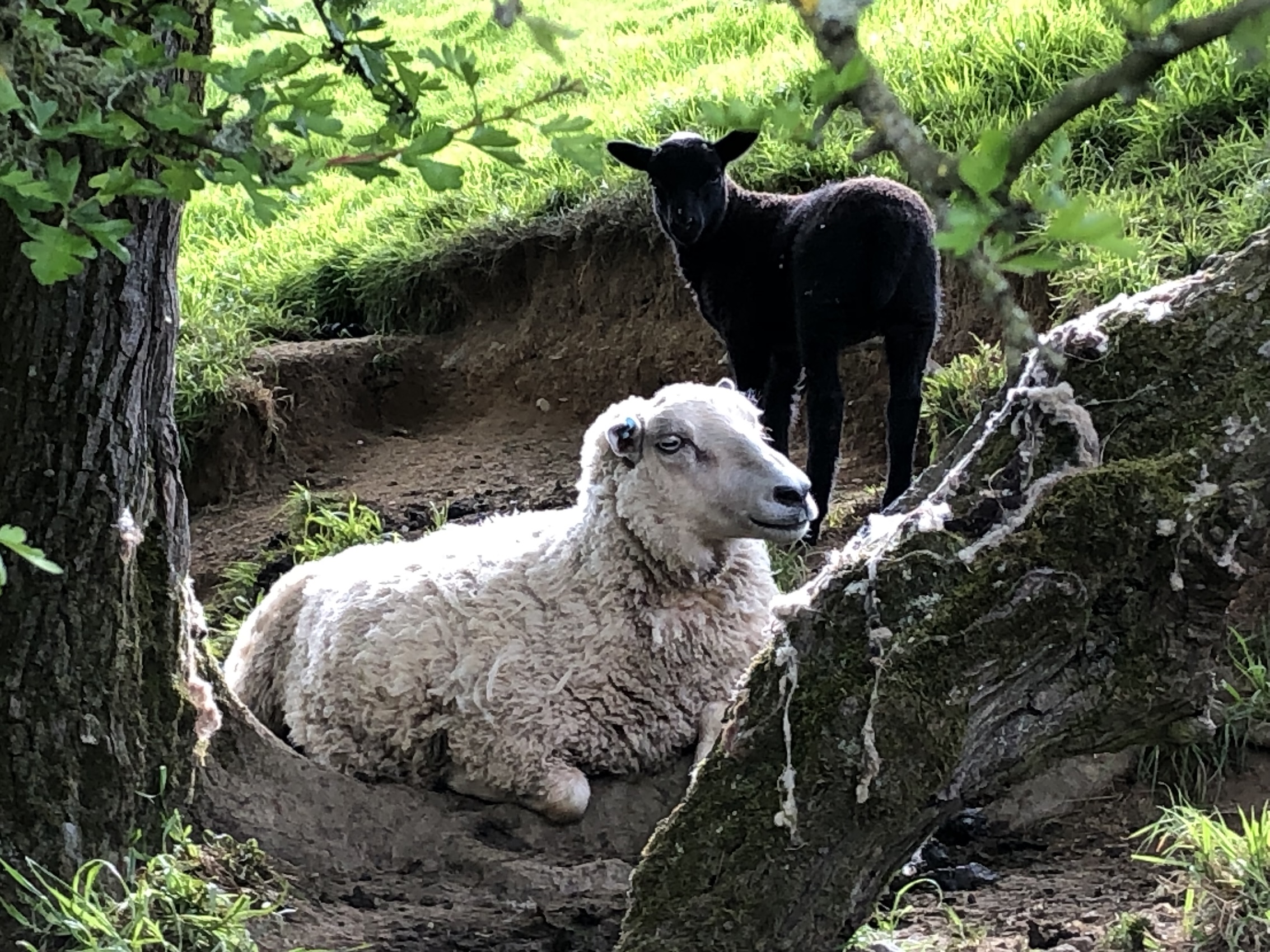Cil Wenllan Flock image 2