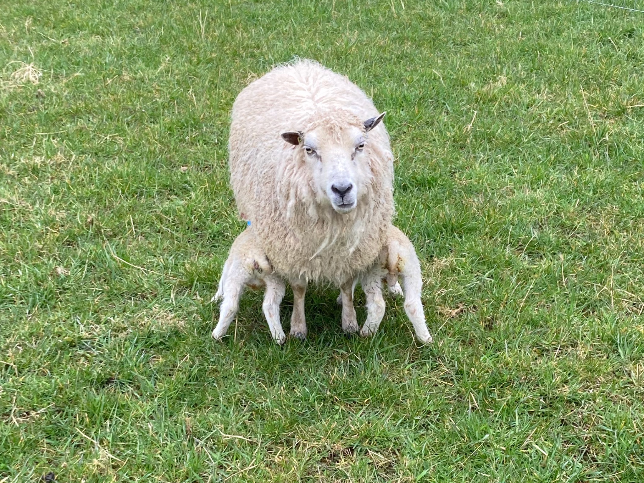 Raedykes Flock image 3