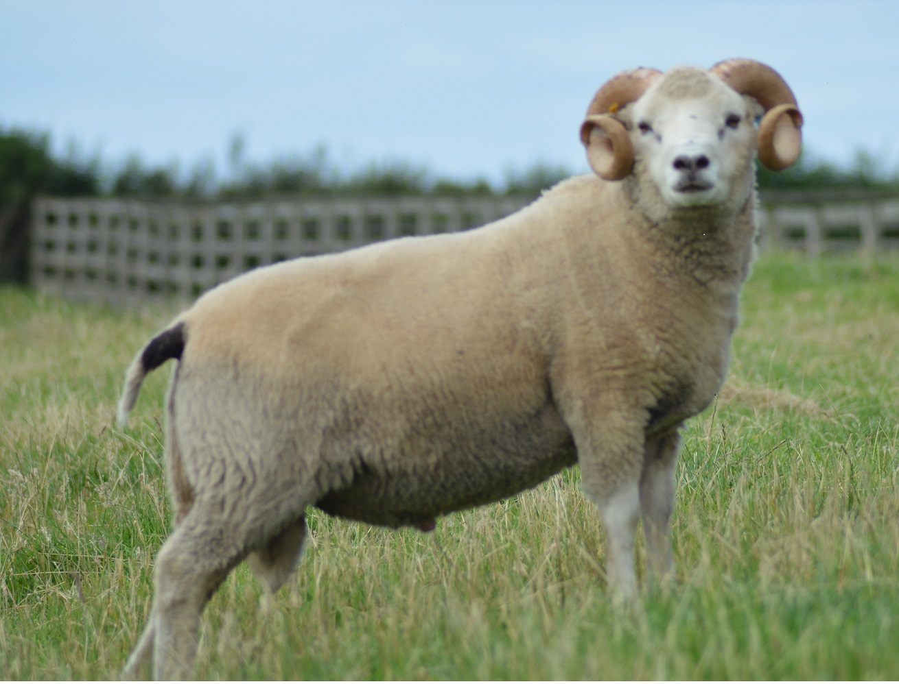 FOR SALE SHETLAND SHEARLING RAMS image 1