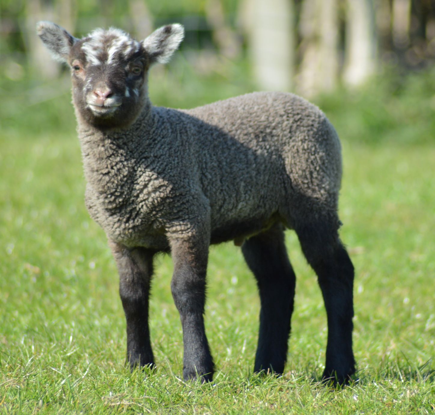 FOR SALE SHETLAND SHEARLING RAMS image 3