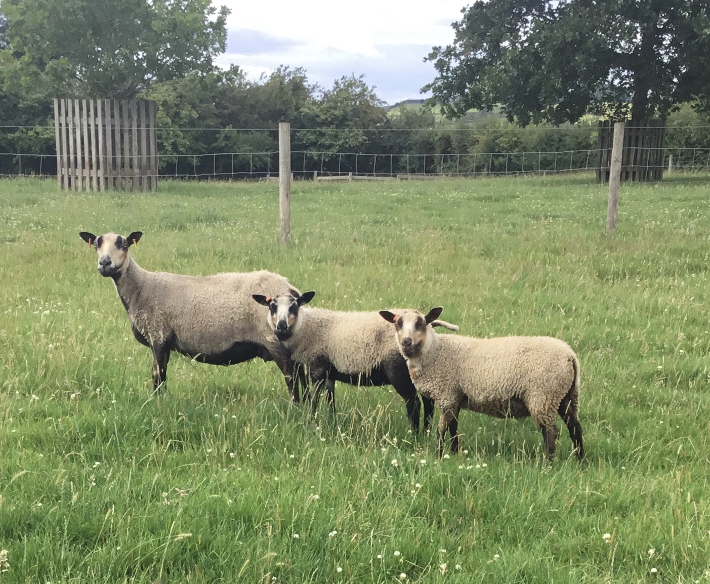 Ashby Shetlands in the Midlands
