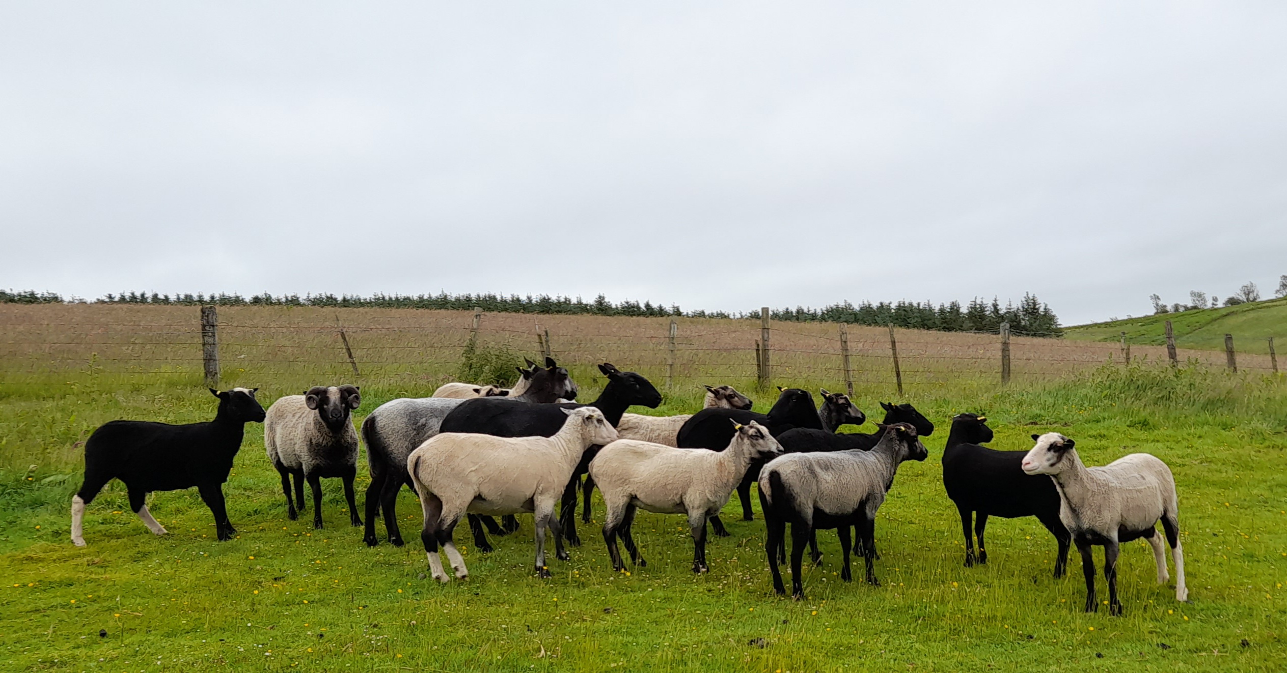 Shetland gimmers for sale