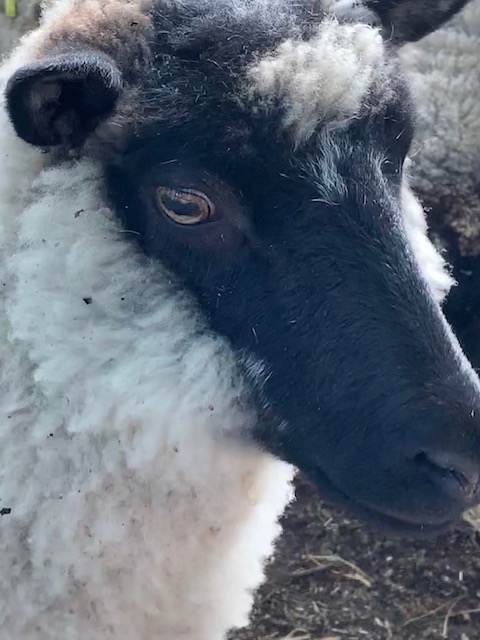 Ewes for Sale - Ideal Starter Flocks image 3