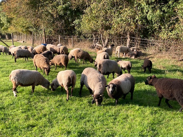Shetland Ewes For Sale image 1