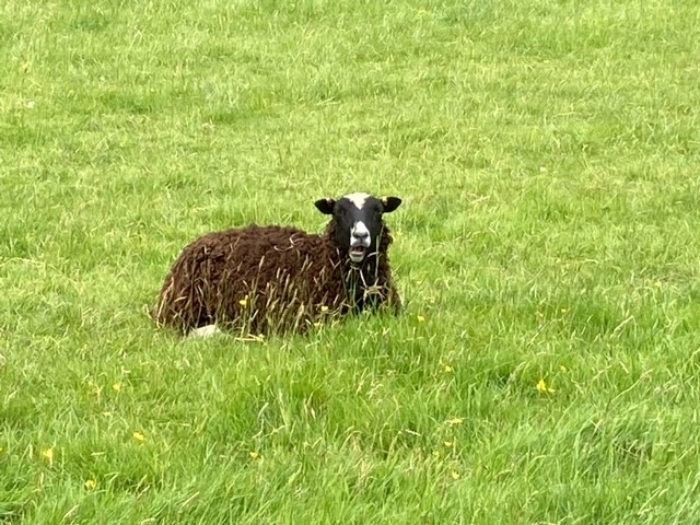 Shetland Ewes For Sale image 2