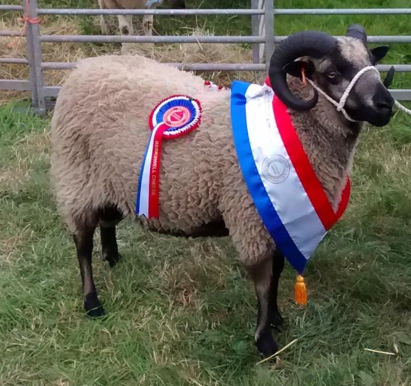 Ashby Shetlands image 1