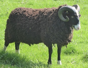 Tups for sale image 1