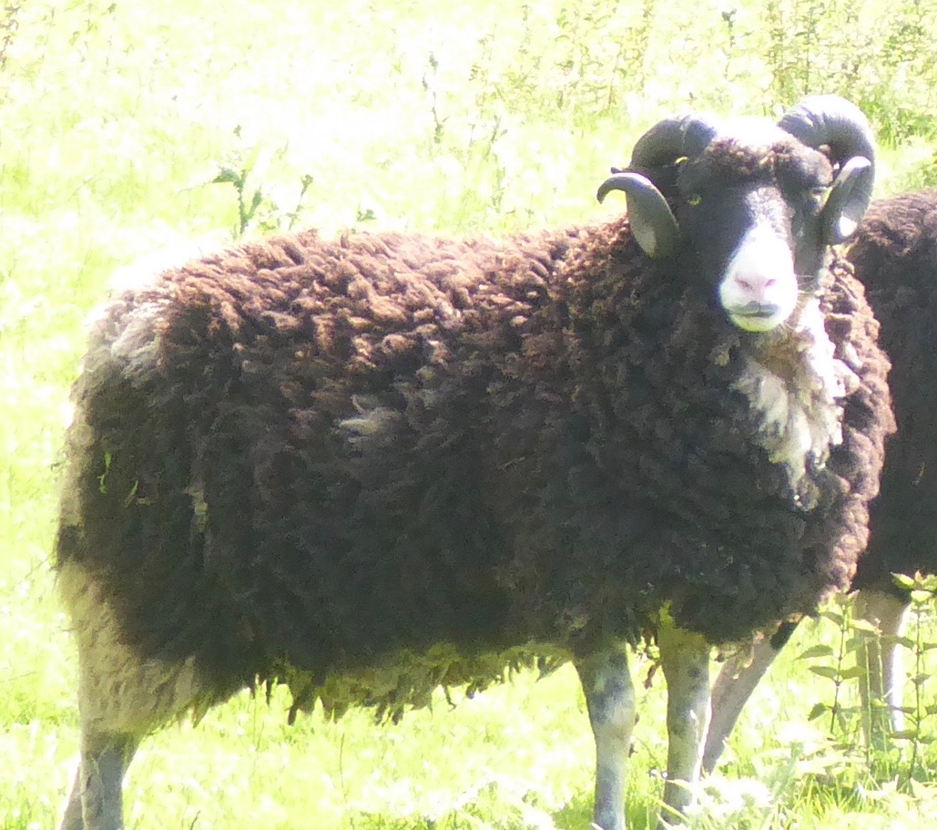 Tups for sale image 2
