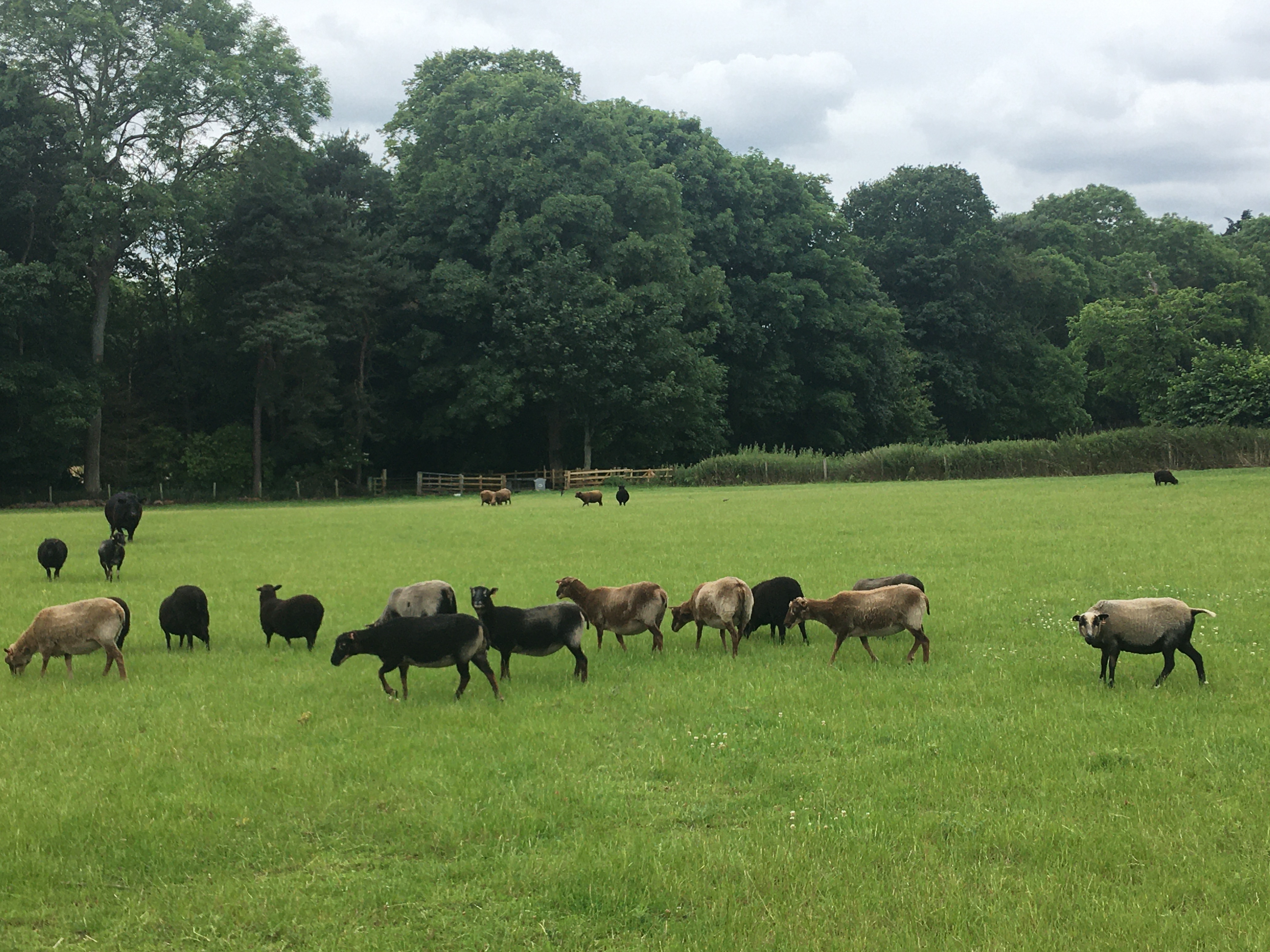 Corstopitum Flock image 1