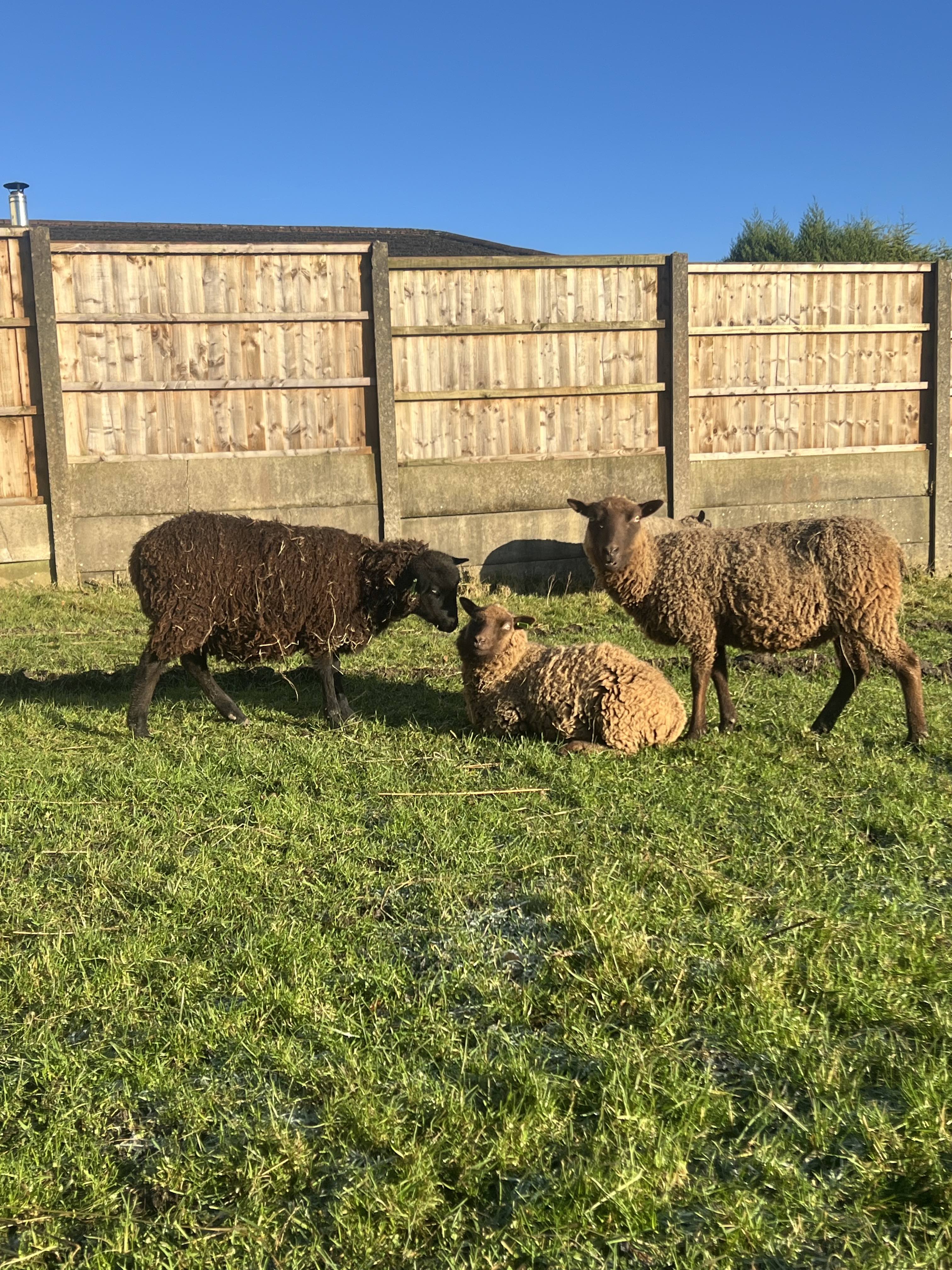 Annaryn Shetland Sheep - Pedigree Flock Reduction image 1