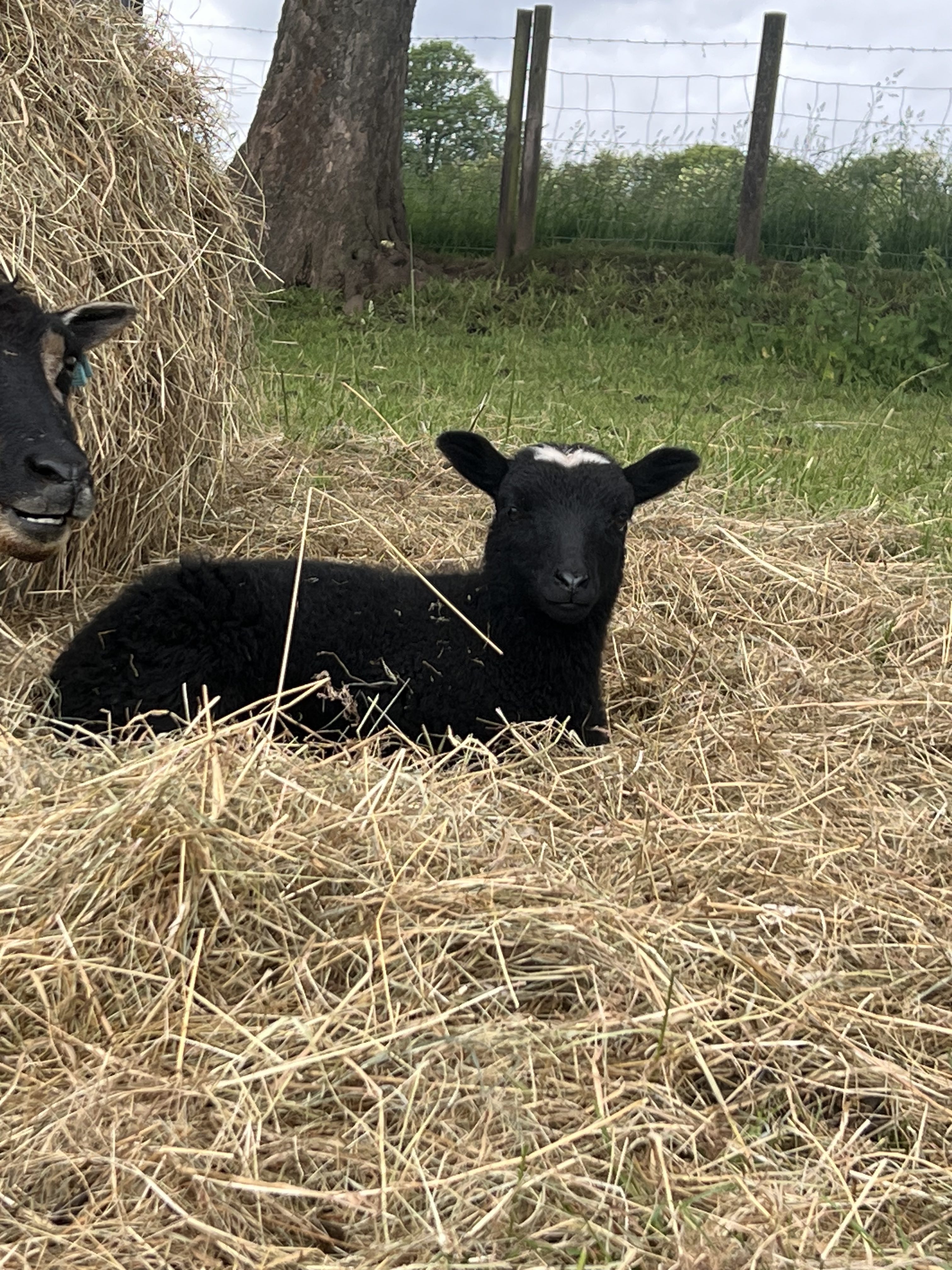 Annaryn Shetland Sheep - Pedigree Flock Reduction image 2