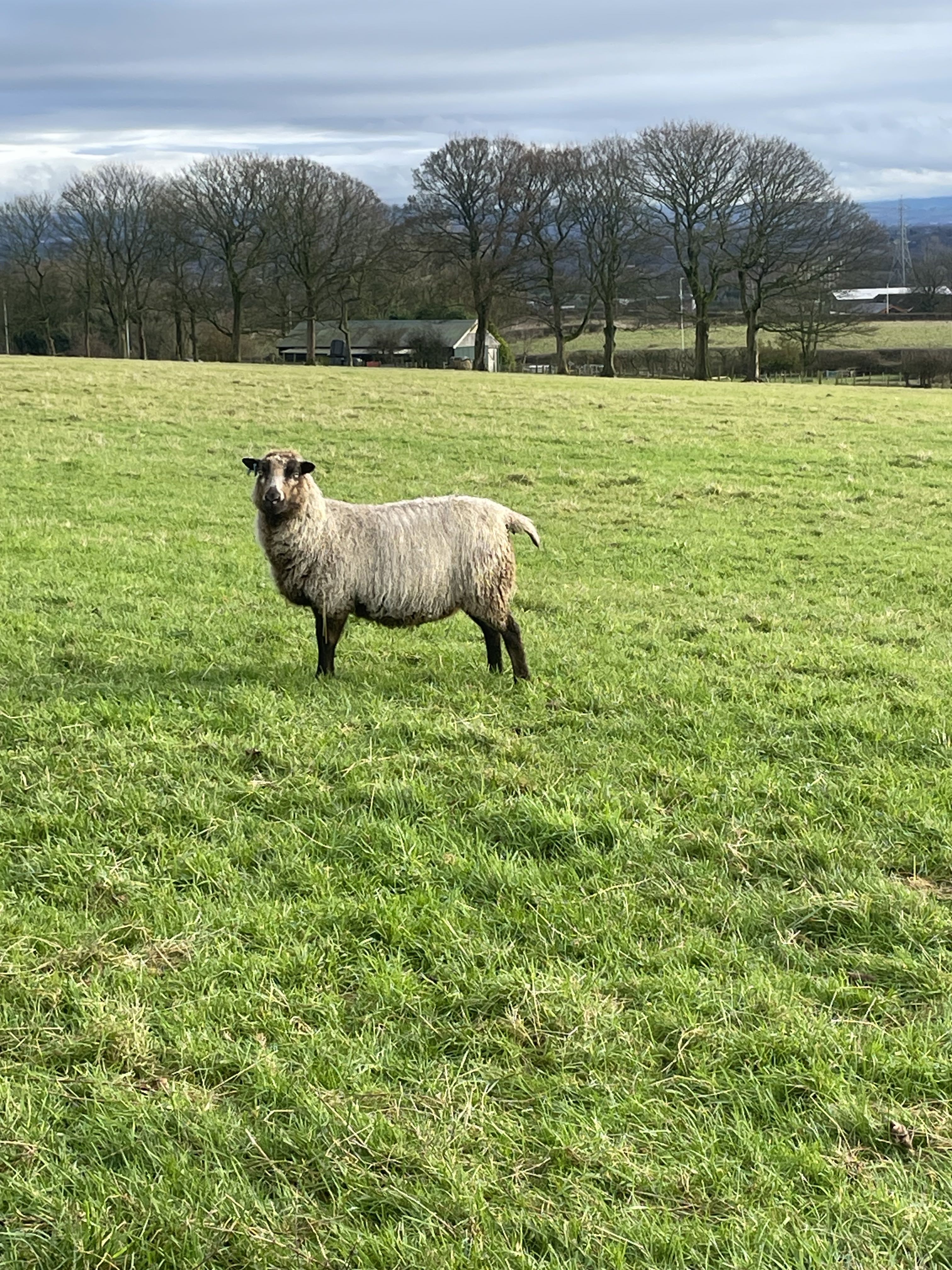 Annaryn Shetland Sheep - Pedigree Flock Reduction image 3