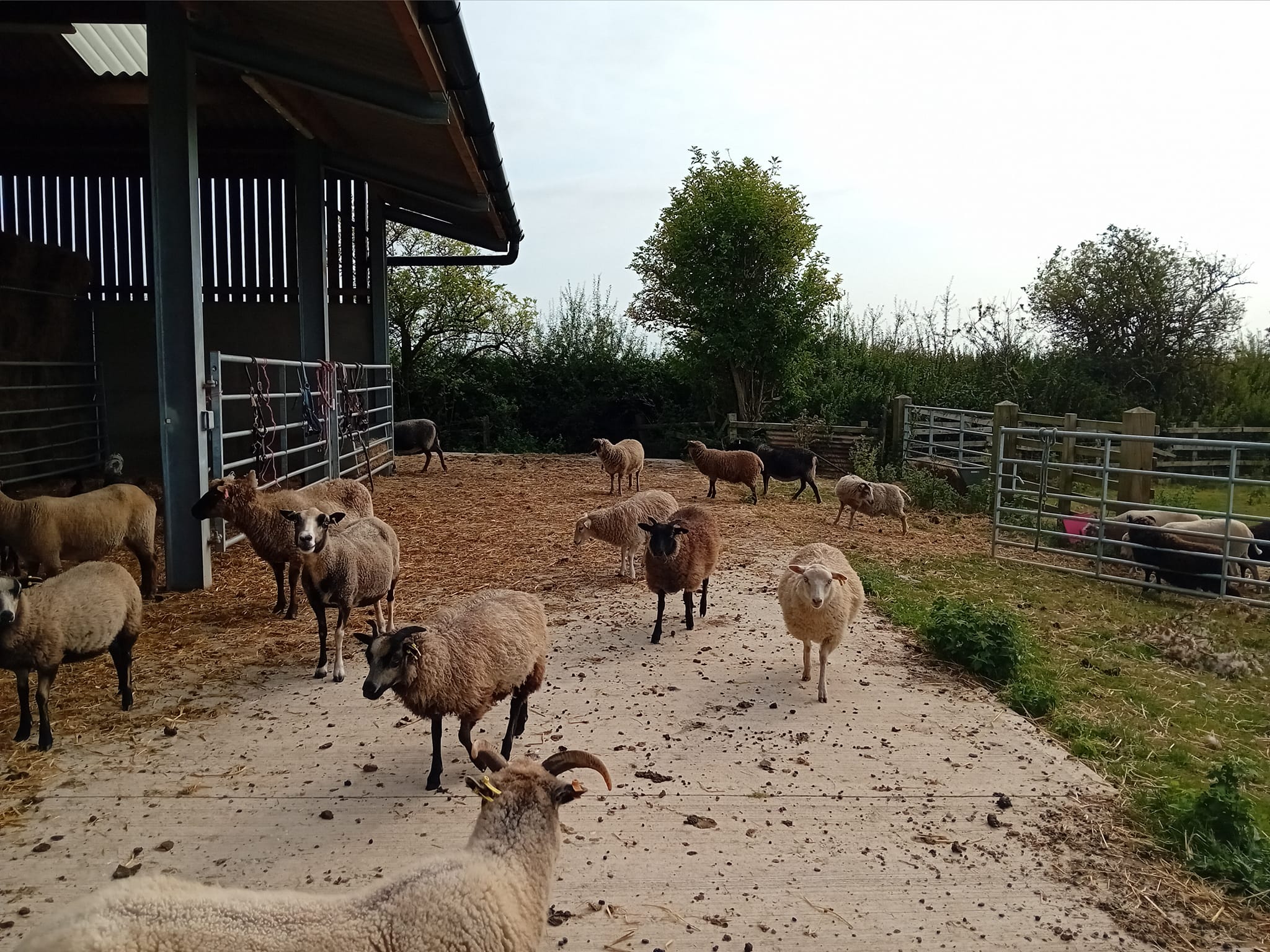 Shetland sheep for sale image 1