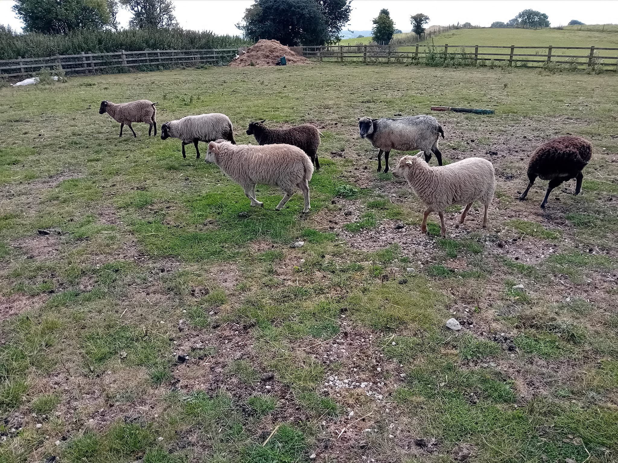 Shetland sheep for sale image 2