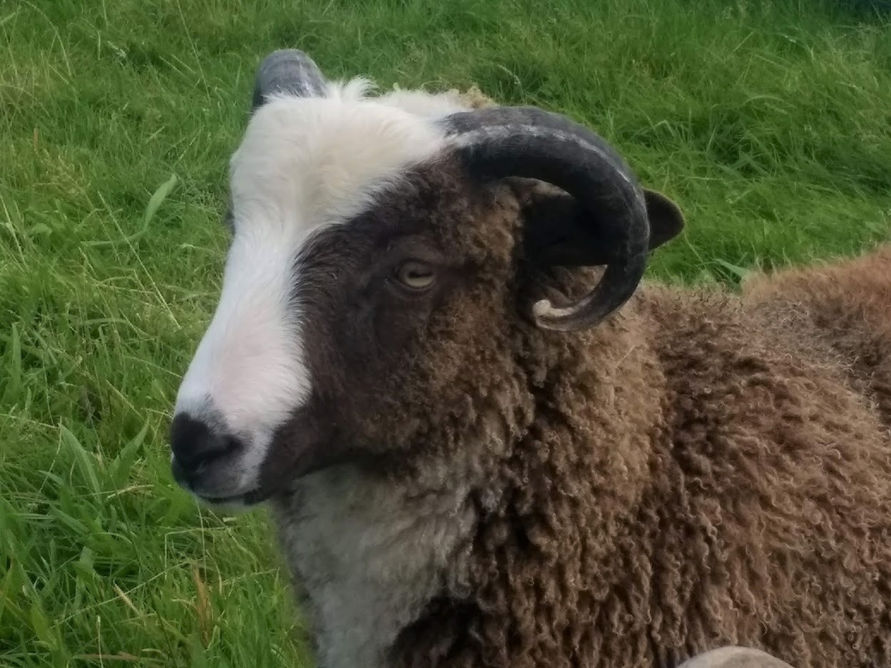 Registered Ram Lamb on loan to try. image 1