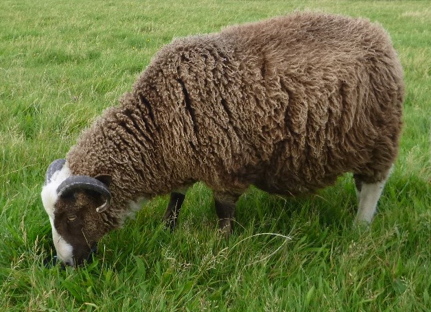 Registered Ram Lamb on loan to try. image 2