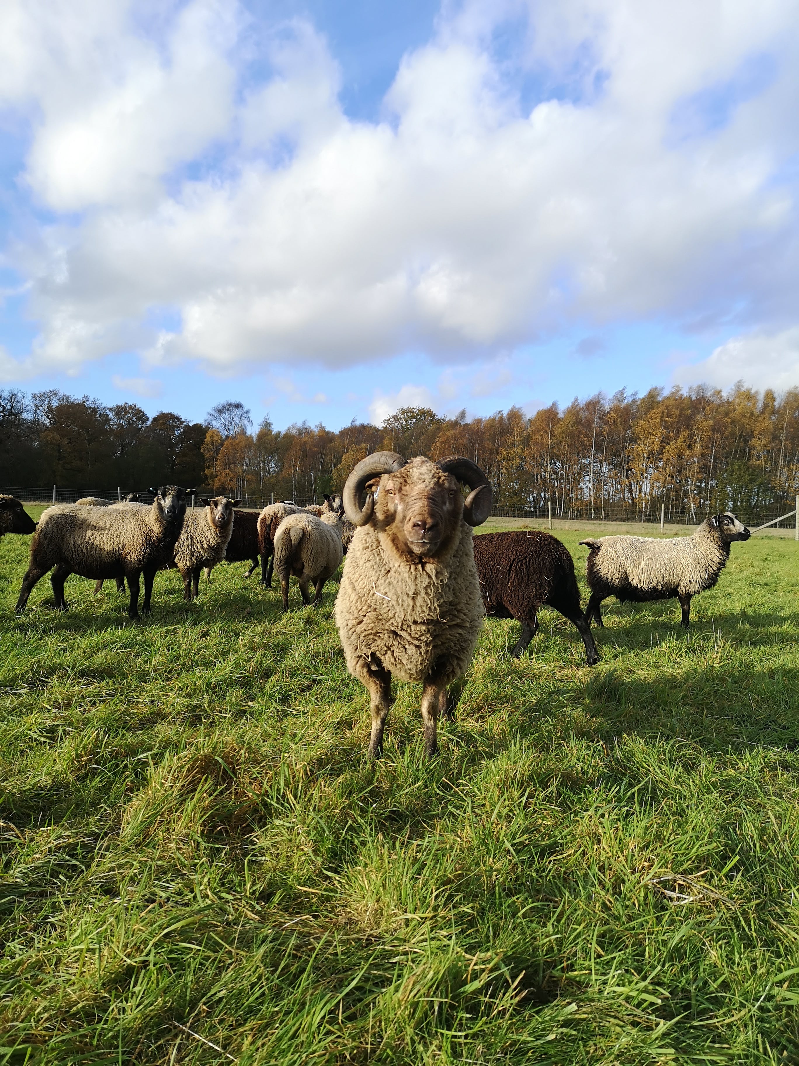 Ewes & Rams - Flock Reduction