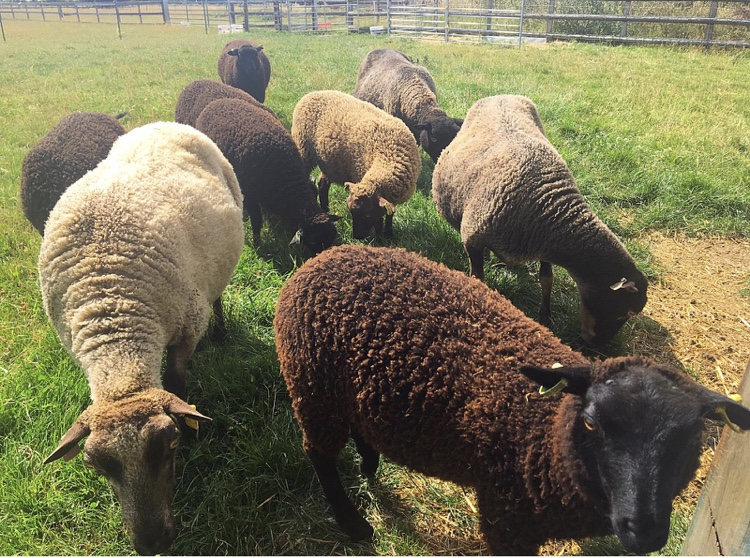 3 lovely Ewes with Lambs at foot - FOR SALE image 1