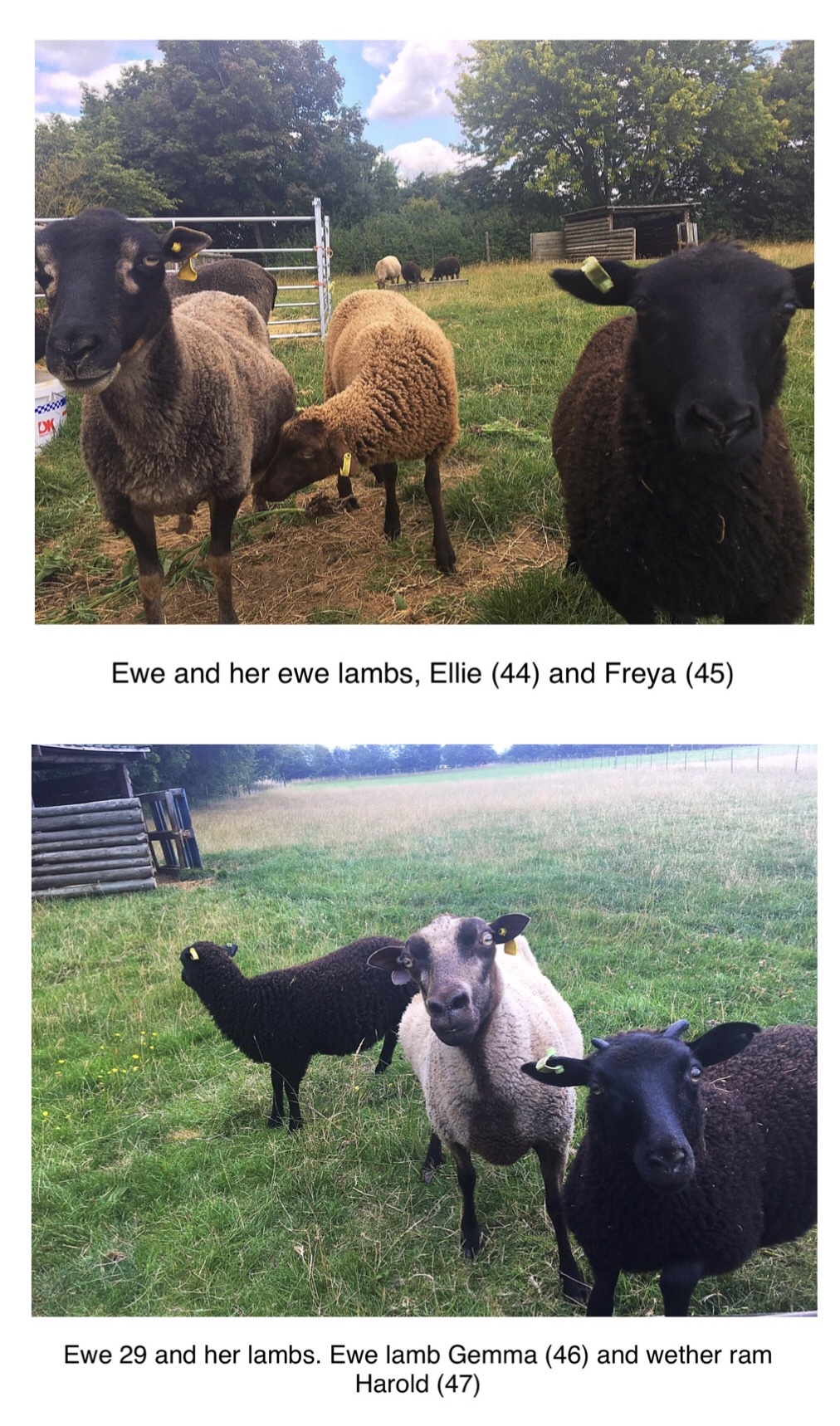 3 lovely Ewes with Lambs at foot - FOR SALE image 2