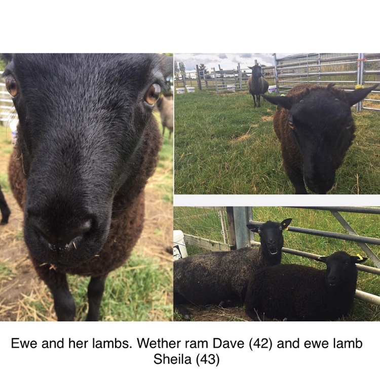 3 lovely Ewes with Lambs at foot - FOR SALE image 3