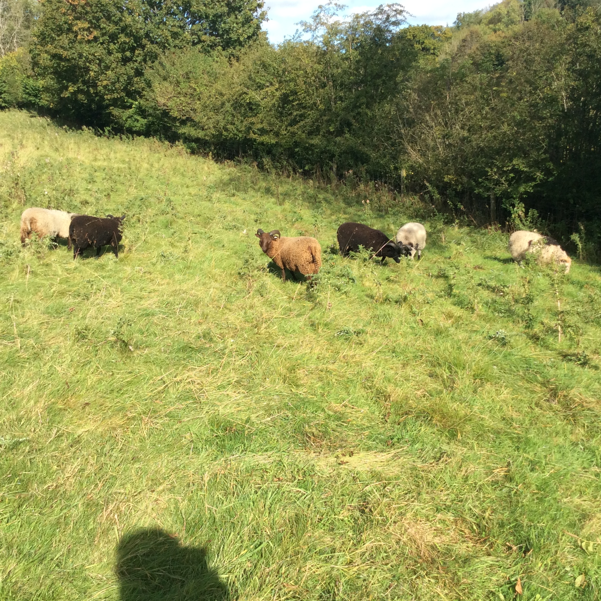 Ram Lambs image 1