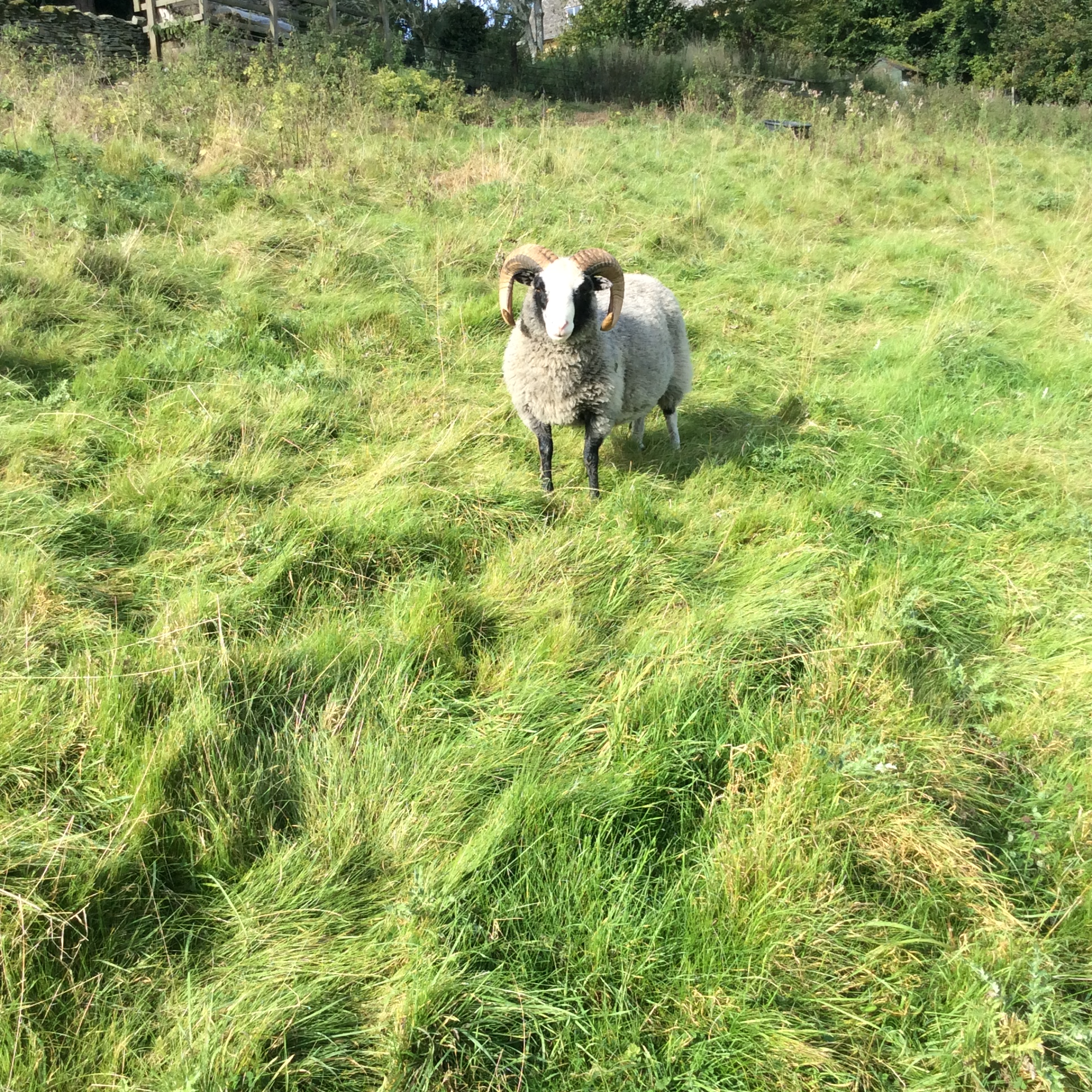 Ram Lambs image 2