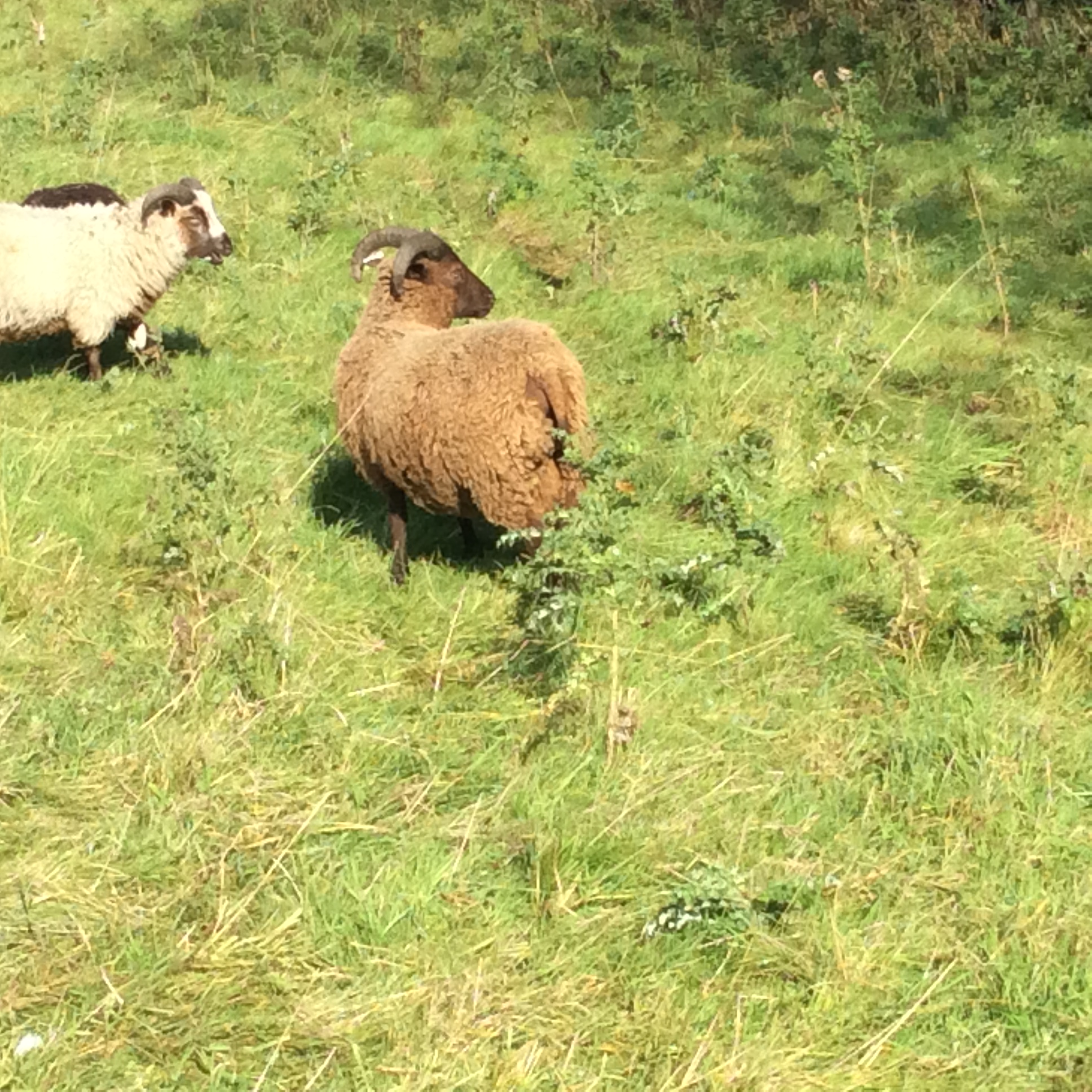 Ram Lambs image 3