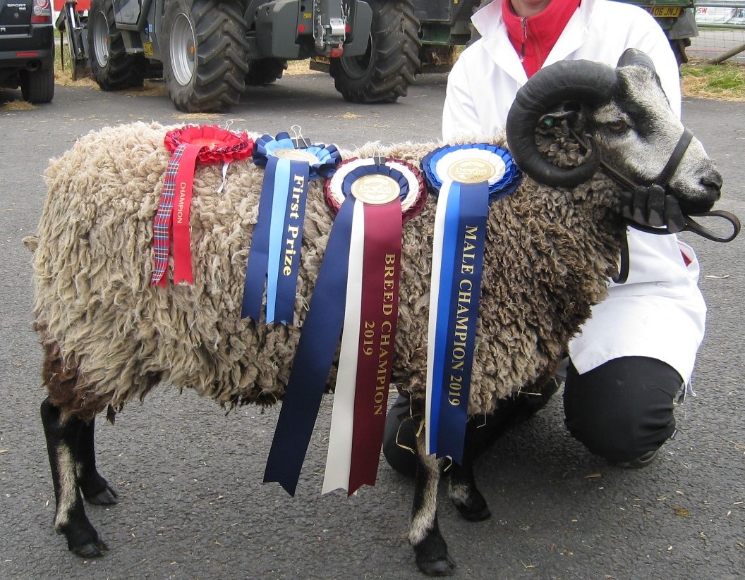 Katmoget Shearling Rams for sale