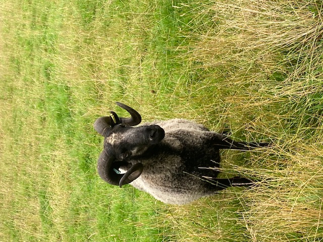 Grey Katmoget Ram for sale