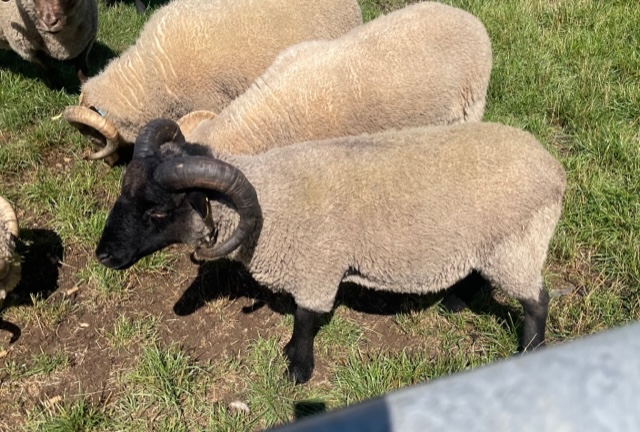 For Sale Shearling Ram image 1