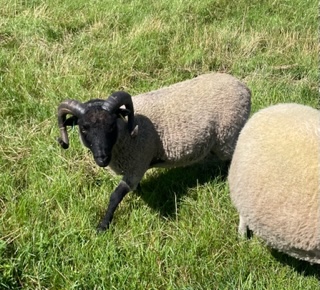 For Sale Shearling Ram image 2