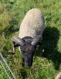 For Sale Shearling Ram image 3
