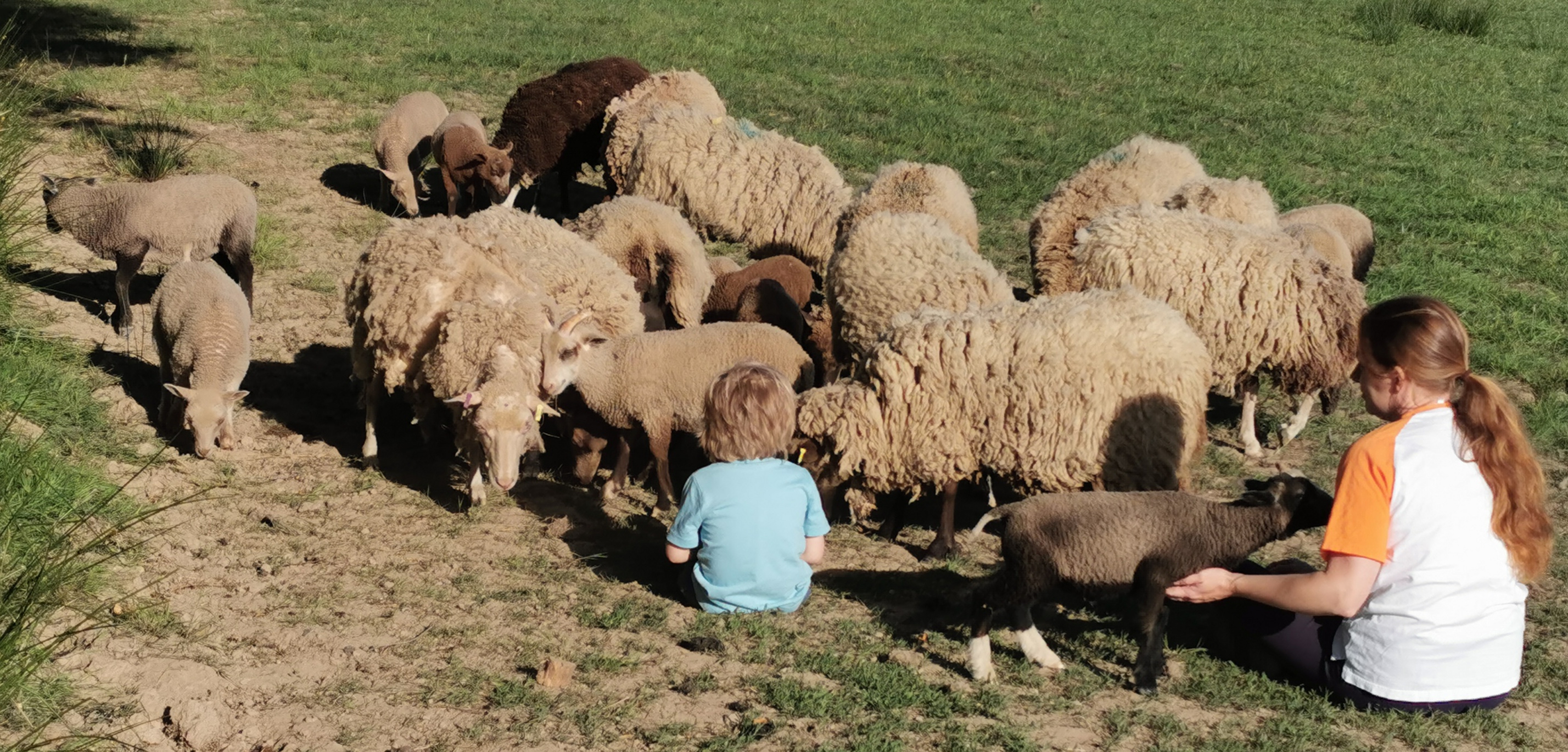 2019 Shearling Ewes and 2020 Lambs for sale