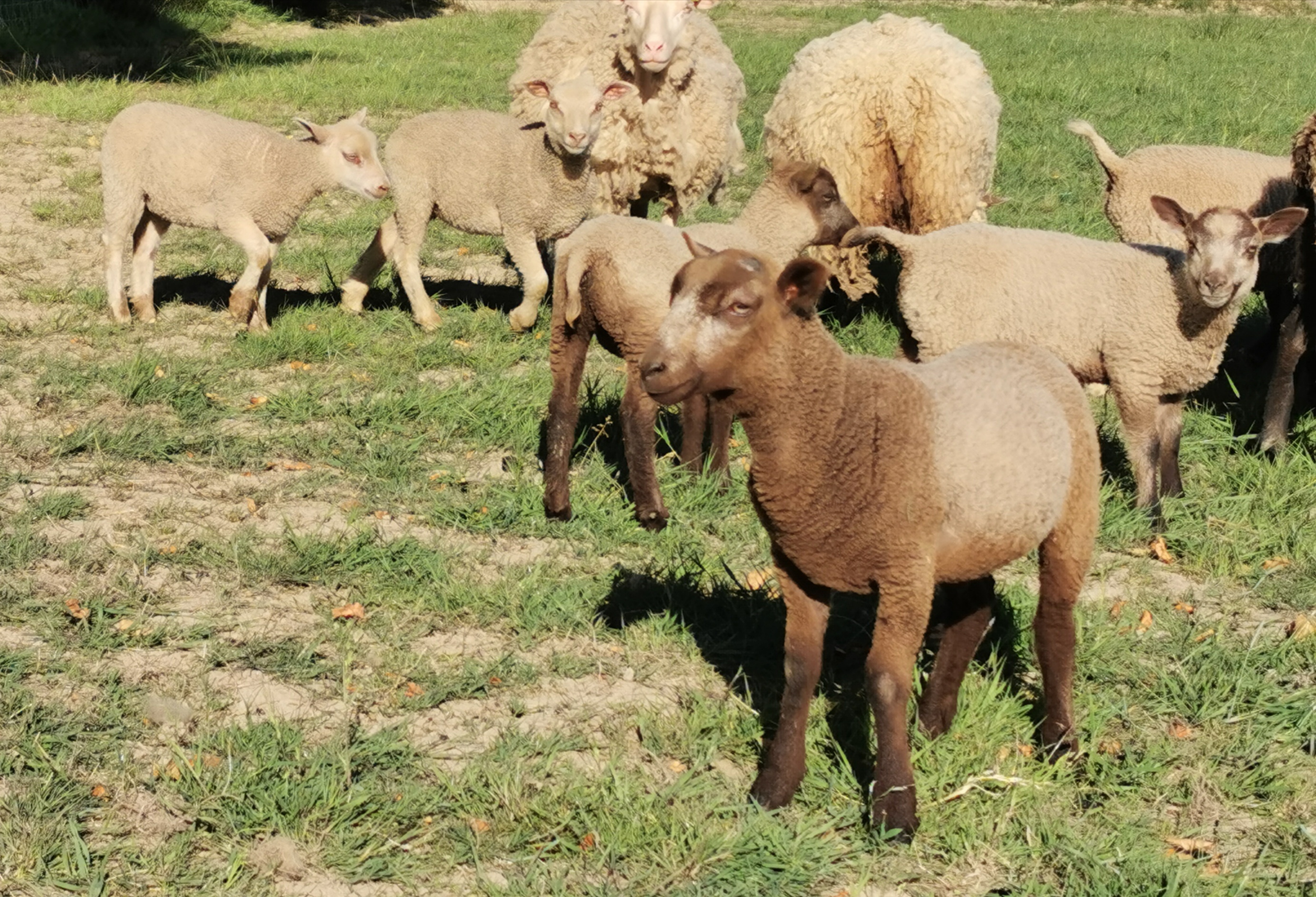 2019 Shearling Ewes and 2020 Lambs for sale image 2