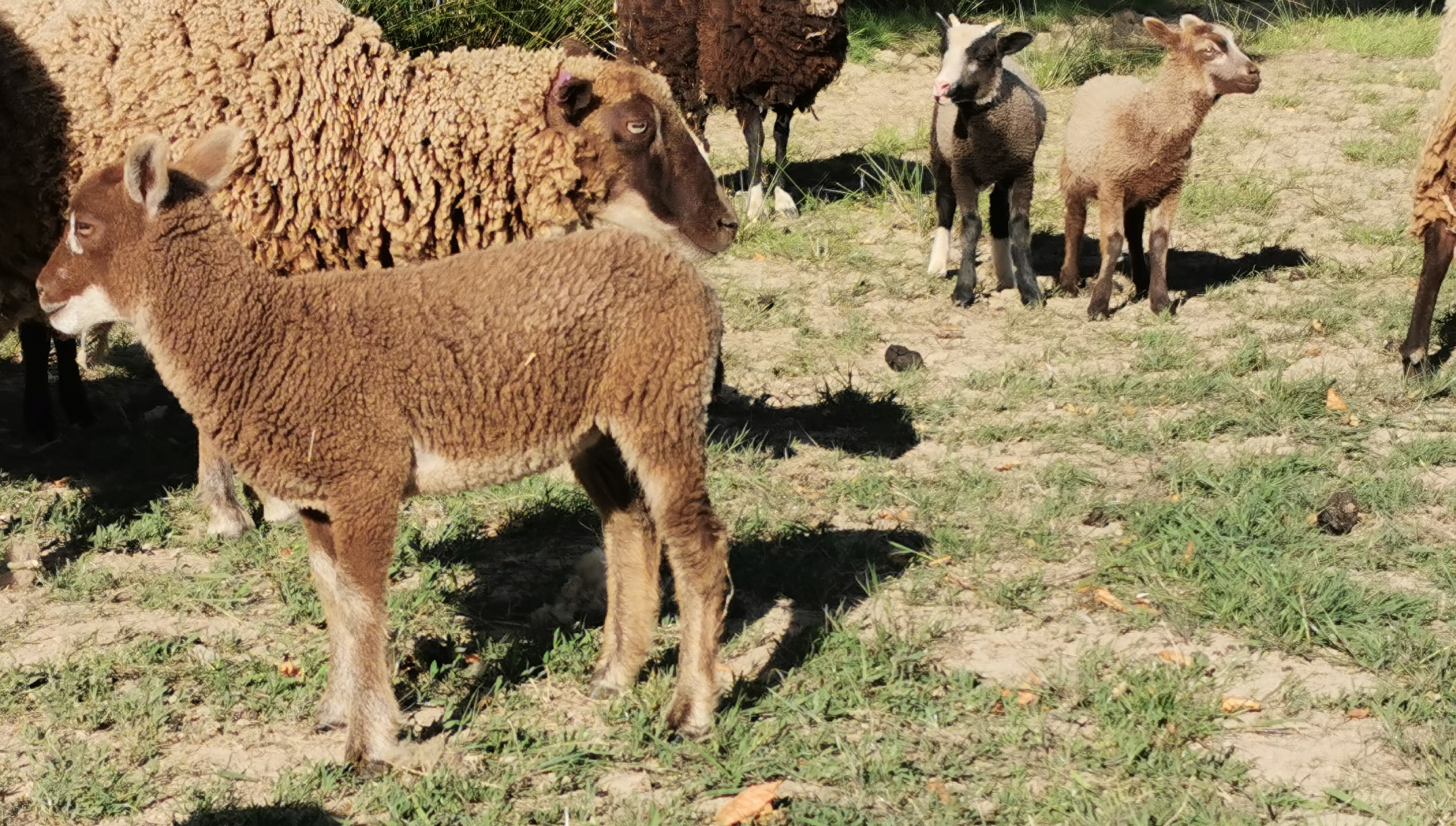 2019 Shearling Ewes and 2020 Lambs for sale image 3