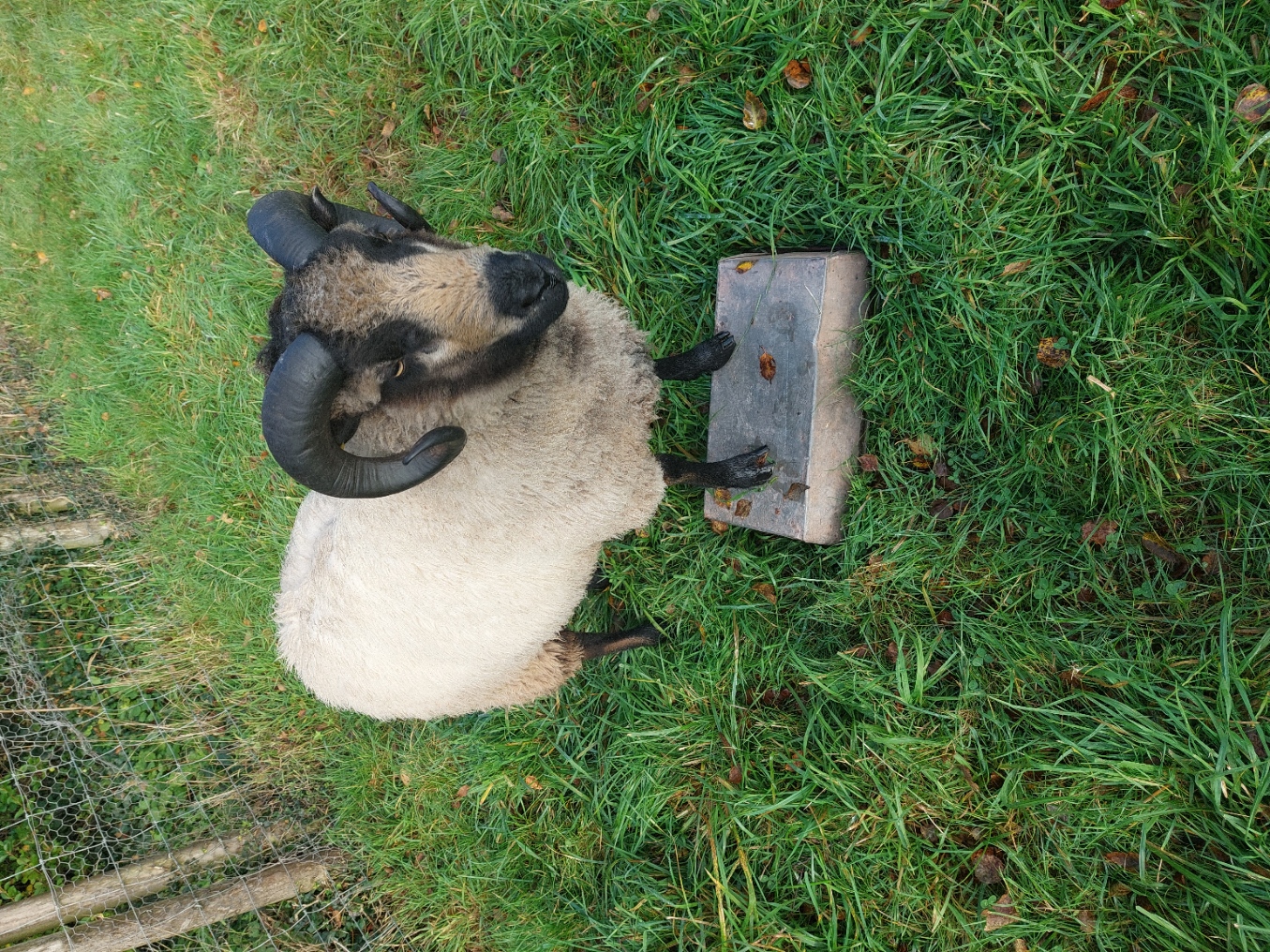 APPROVED SHEARLING RAM FOR SALE Shetland Sheep Society