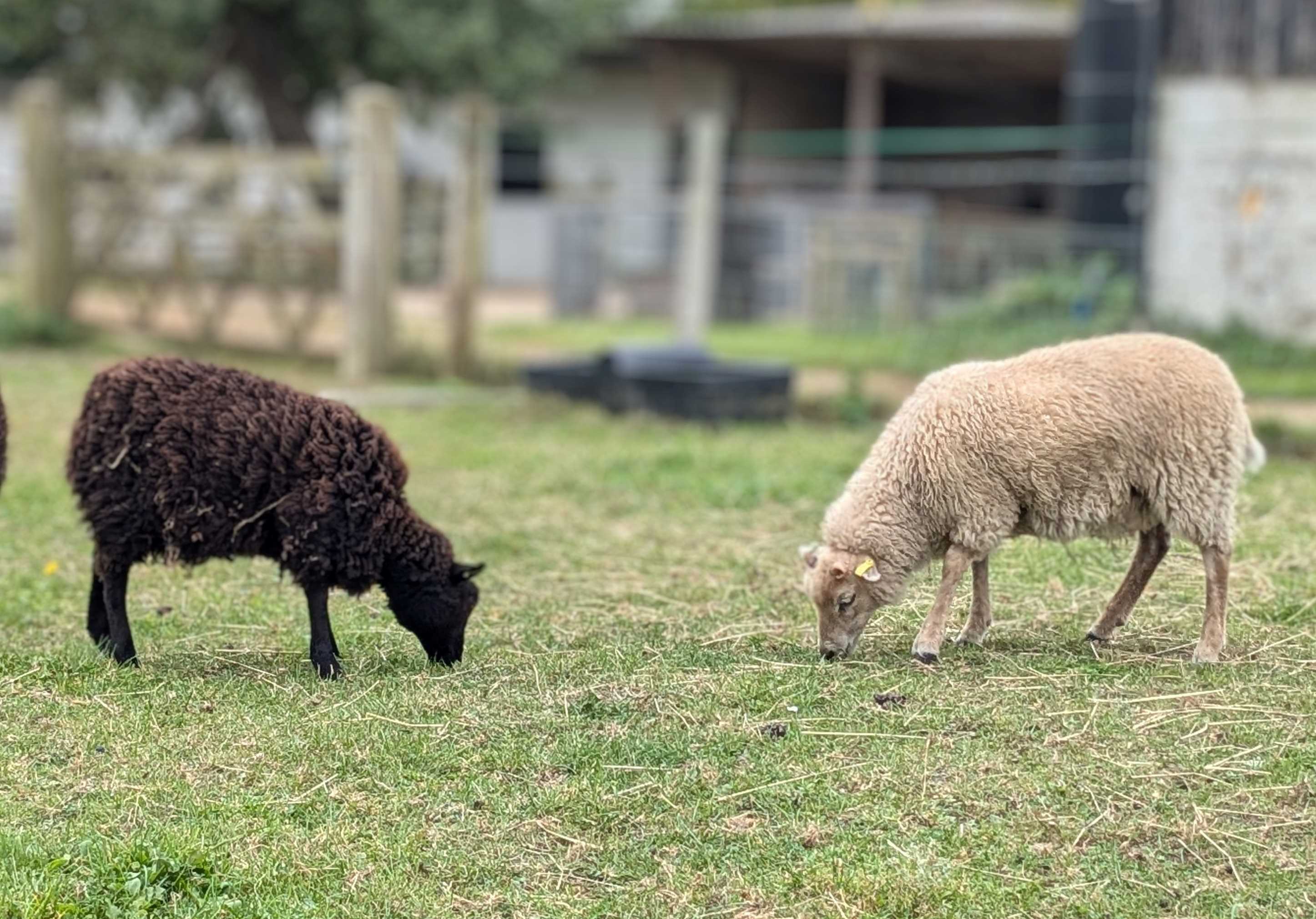 Forest Or Rams New Forest rams, ewes, lambs and wethers for sale | Shetland Sheep Society