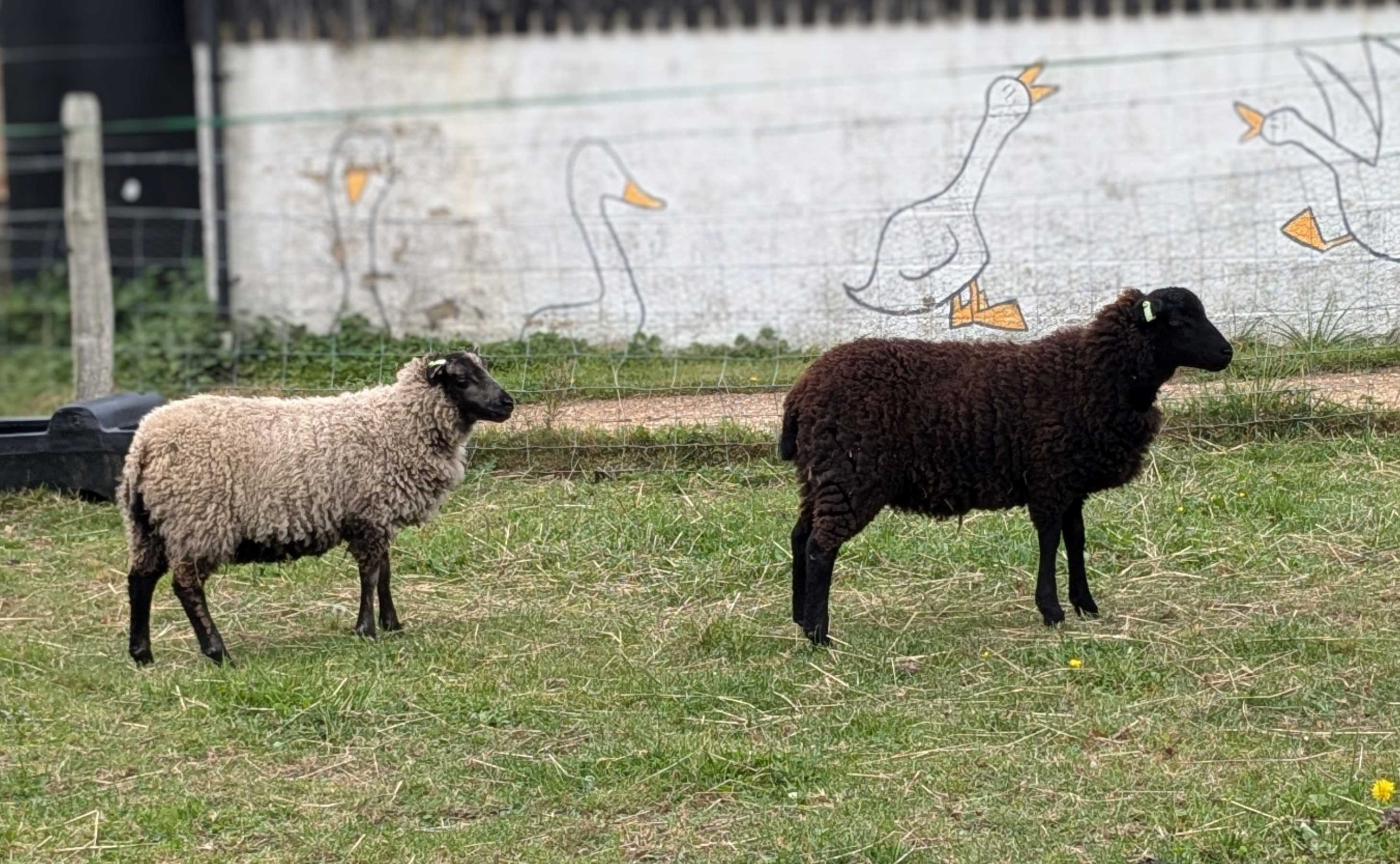 Forest Or Rams New Forest rams, ewes, lambs and wethers for sale | Shetland Sheep Society
