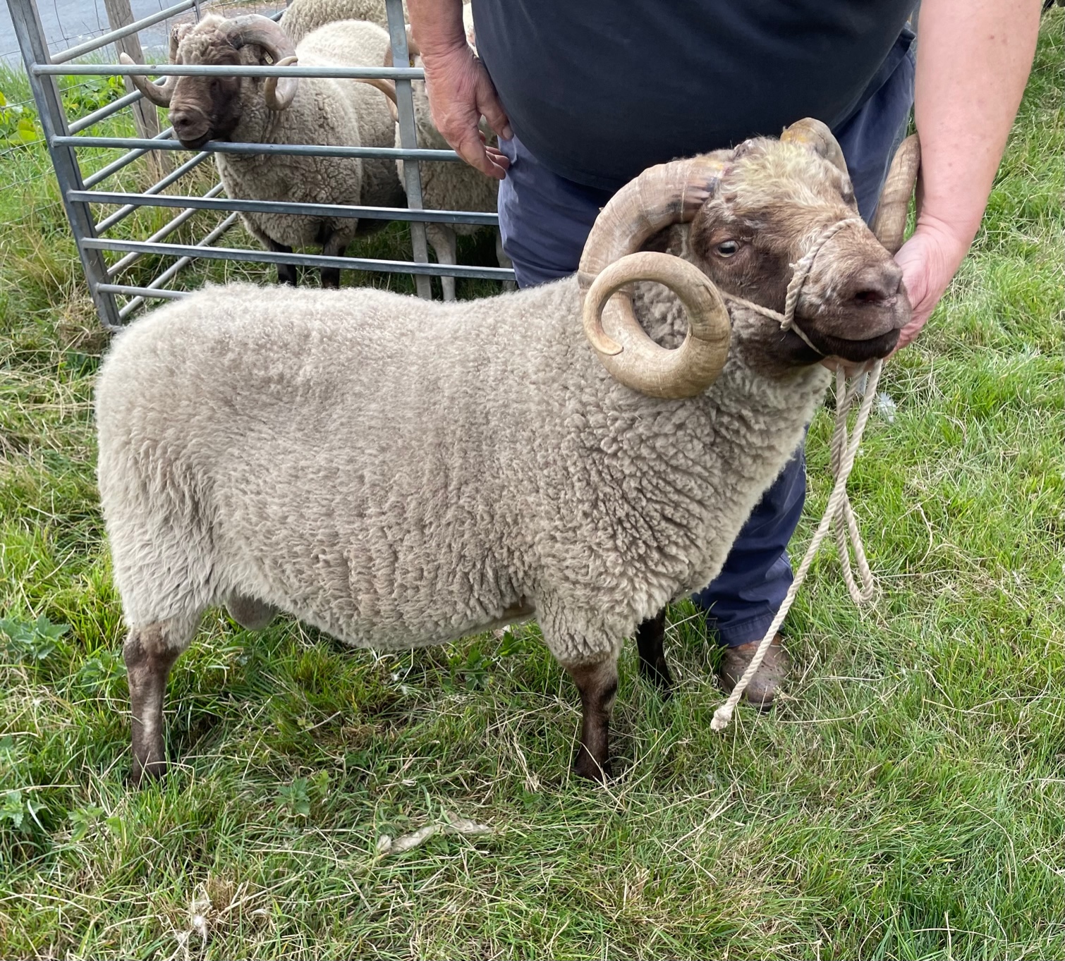 For Sale Approved Stock Ram